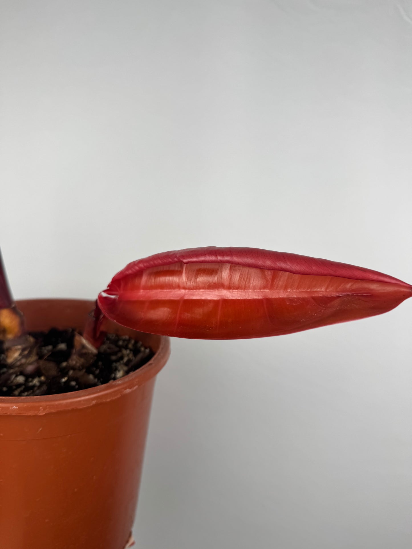 Philodendron “Prince of Orange” | Gianluca