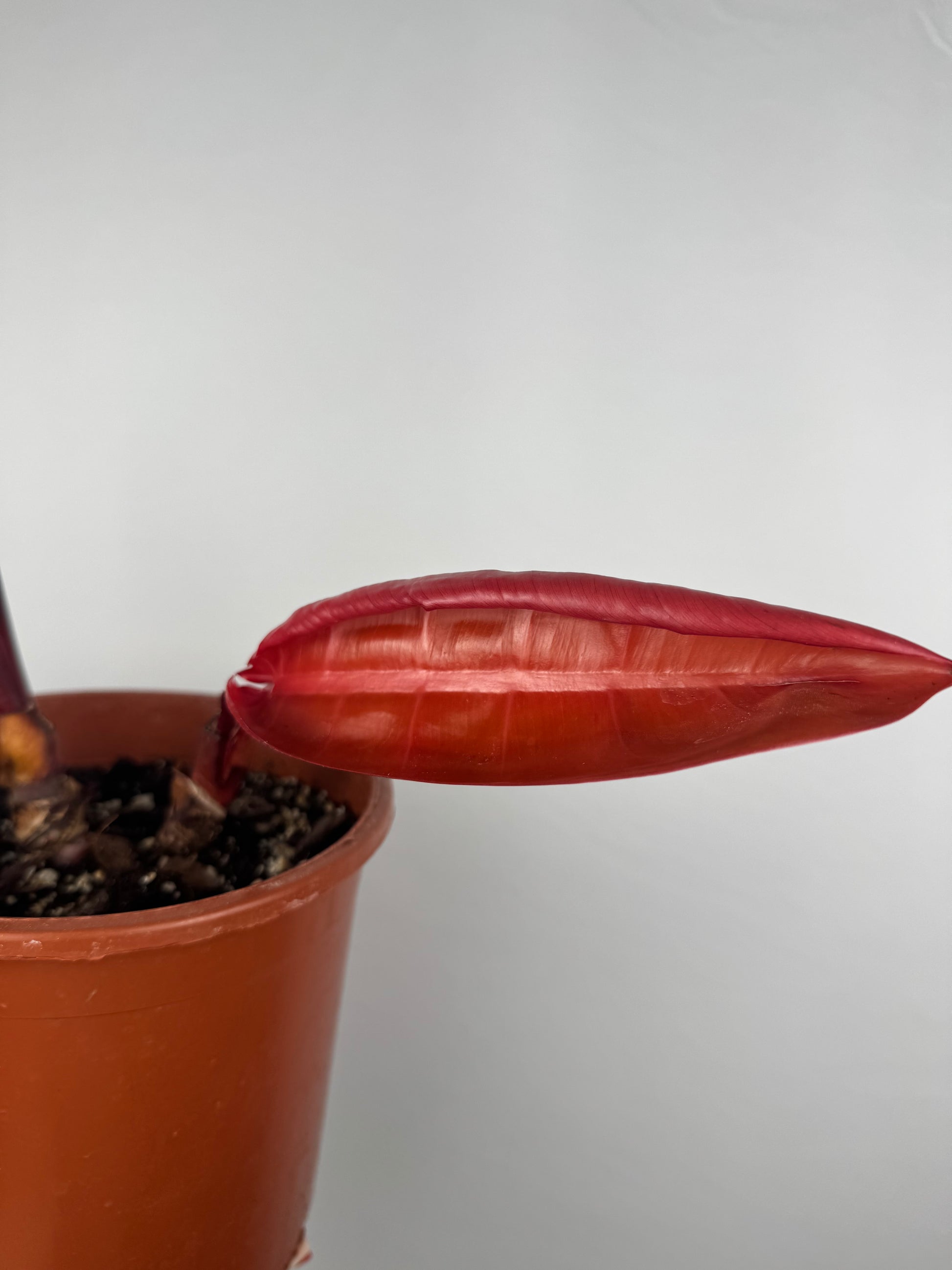 Philodendron “Prince of Orange” | Gianluca