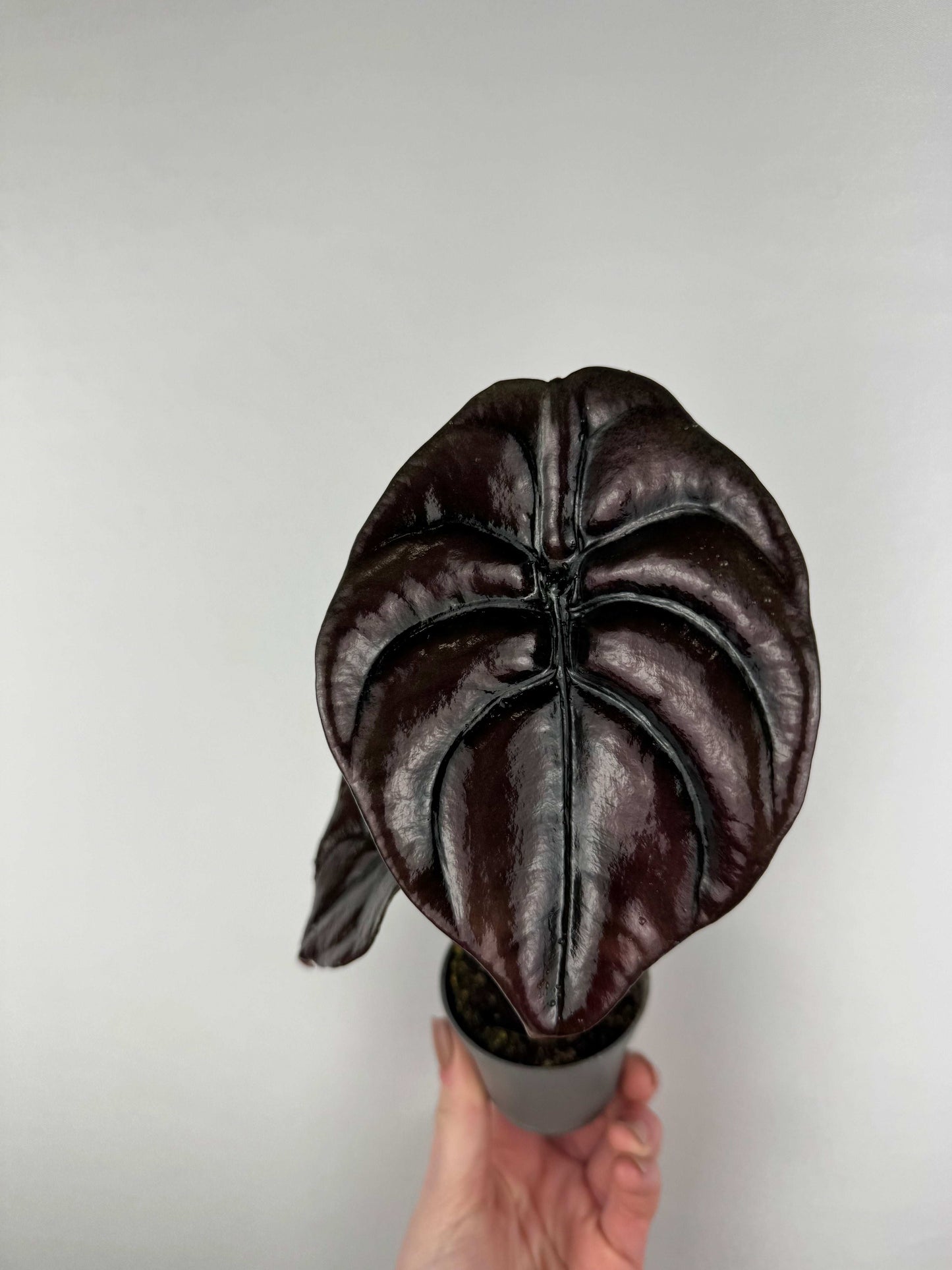 Alocasia Cuprea “Red Secret”