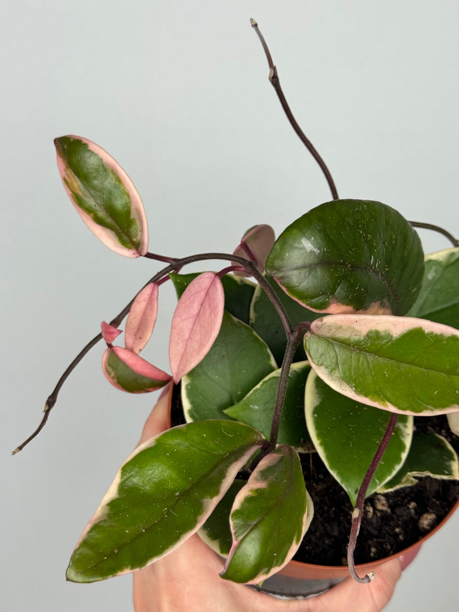 Hoya Flamingo Dream