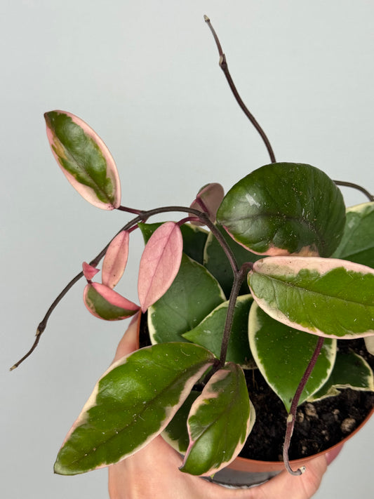 Hoya Flamingo Dream