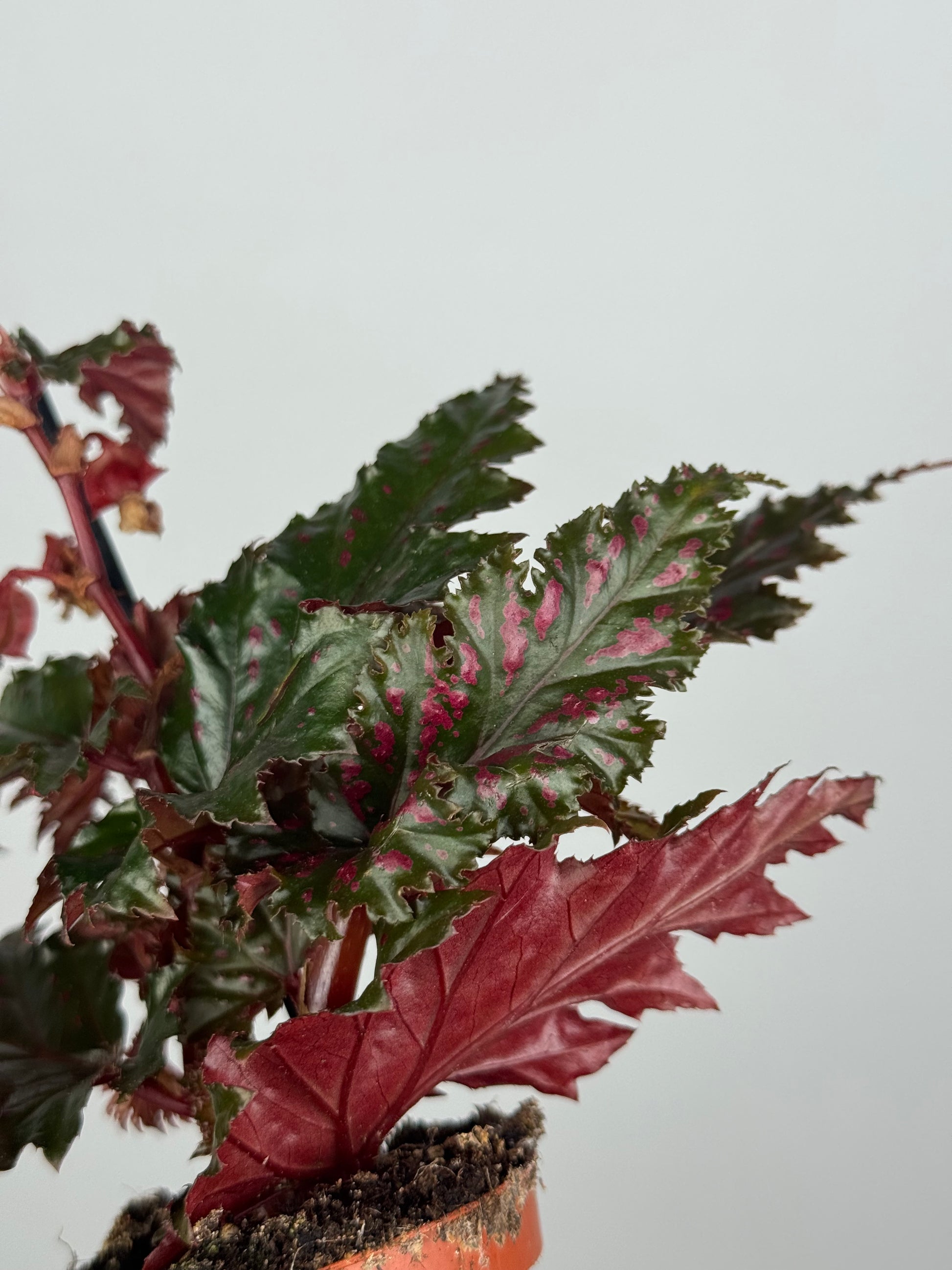 Begonia Serratipetala