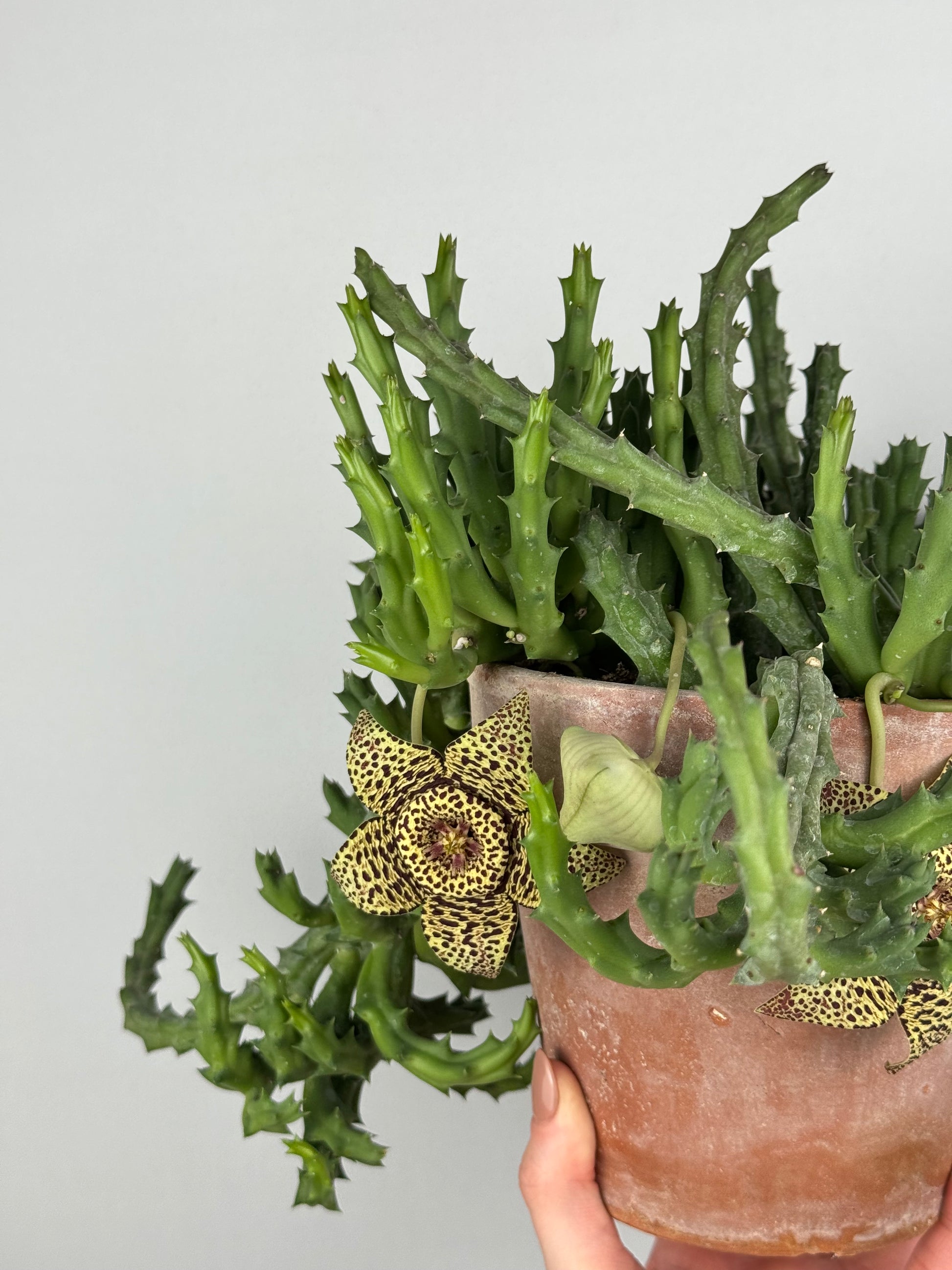 Stapelia Huernia “Variegata”