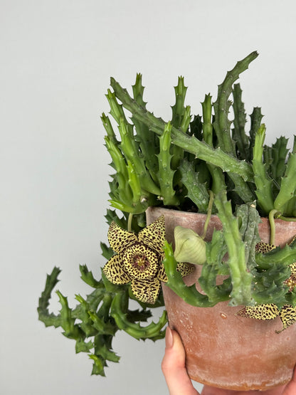 Stapelia Huernia “Variegata”