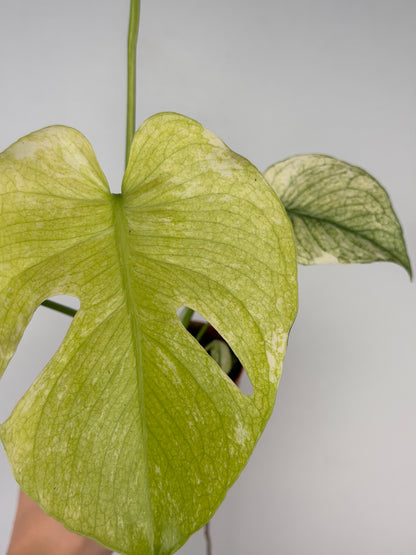 Monstera Mint