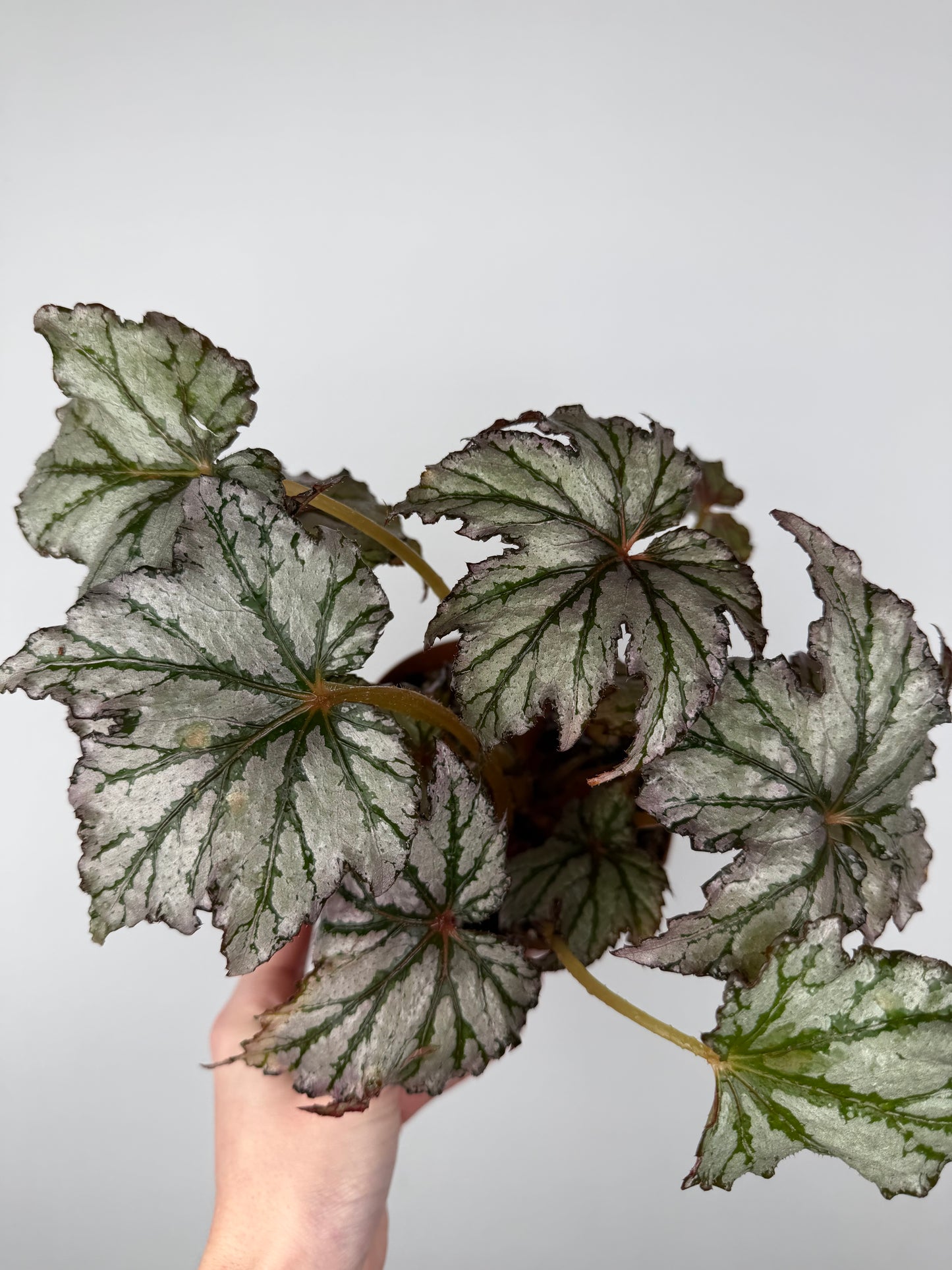 Begonia 'Spacestar Maia'