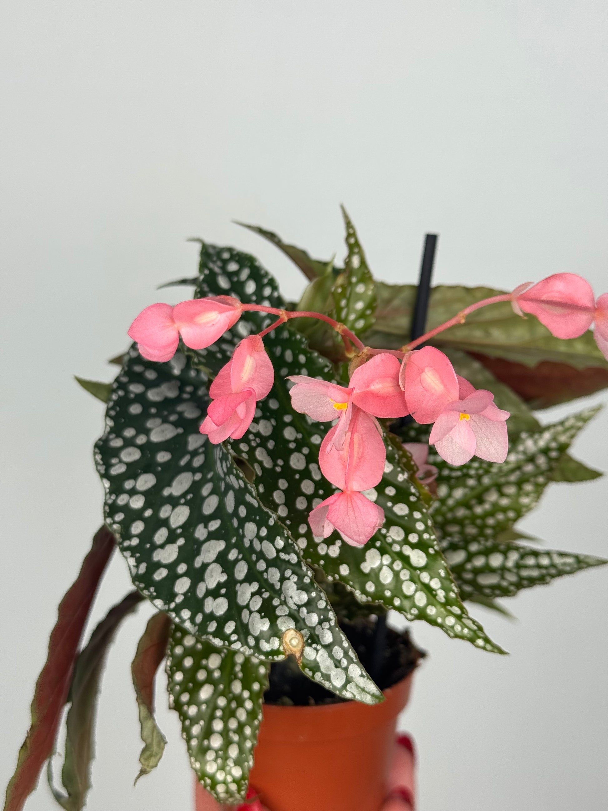 Begonia maculata “Double dot”
