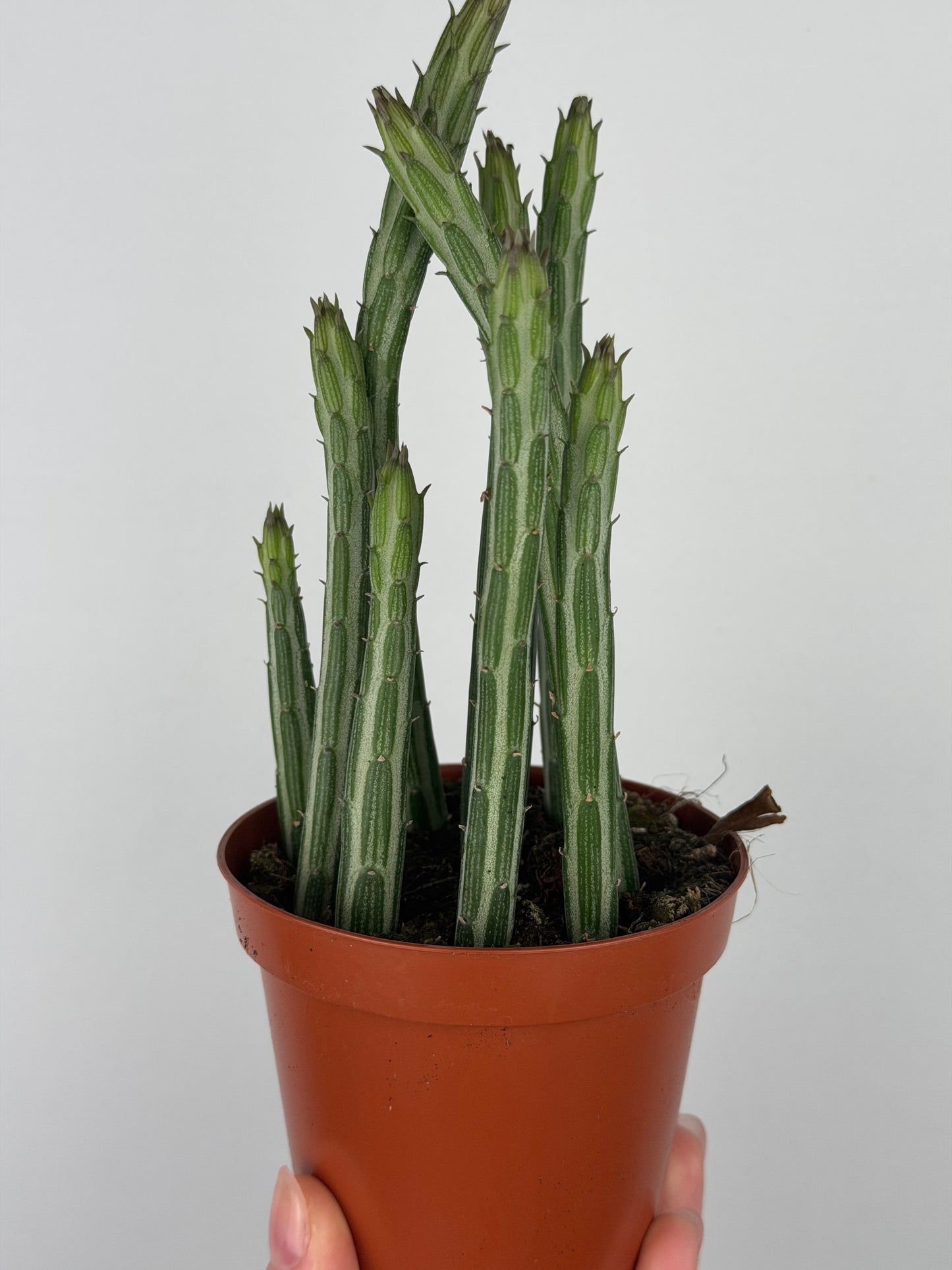 Senecio Stapeliiformis