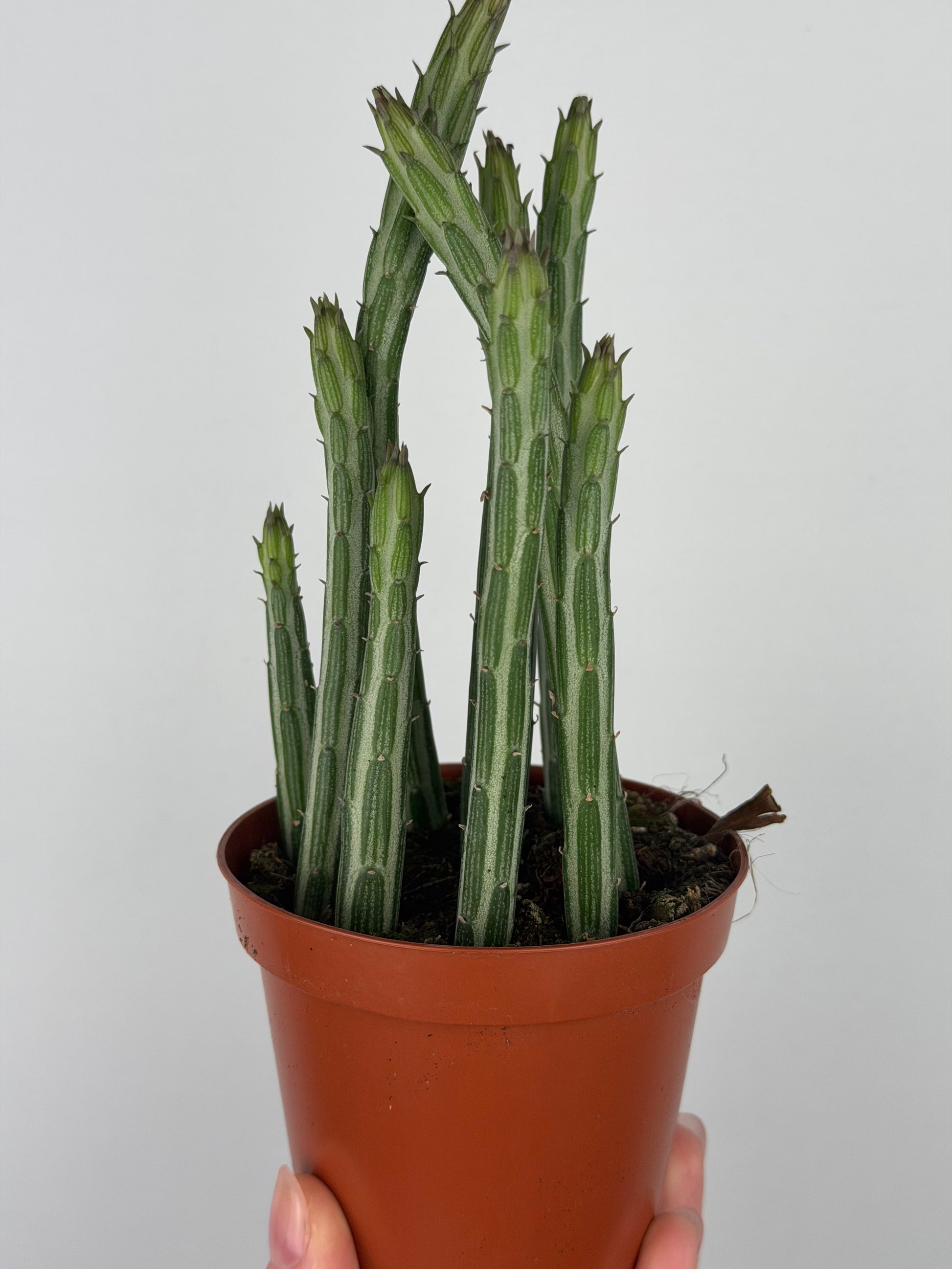 Senecio Stapeliiformis