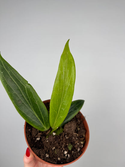 Hoya Soligamiana