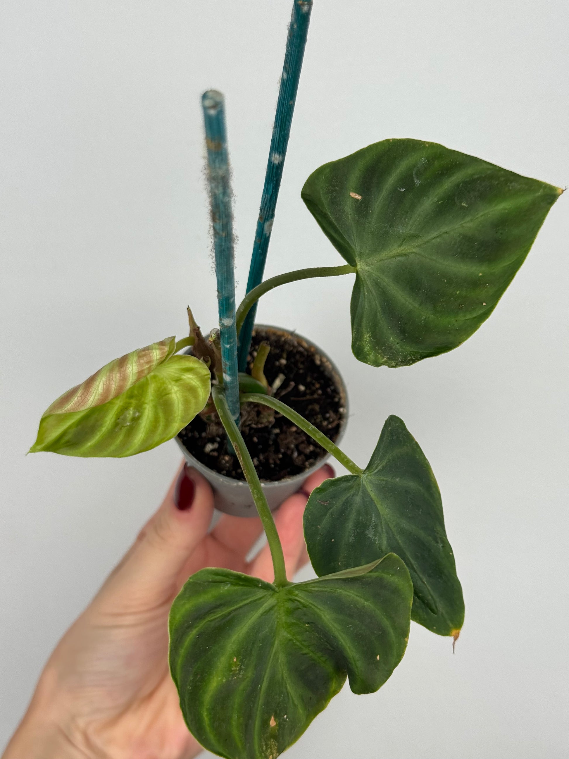 Philodendron El Choco Red | Nilo