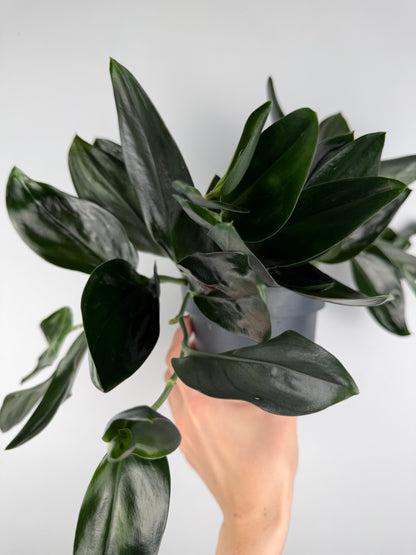 Scindapsus Treubii 'Dark Form' Scindapsus Tropical Corner