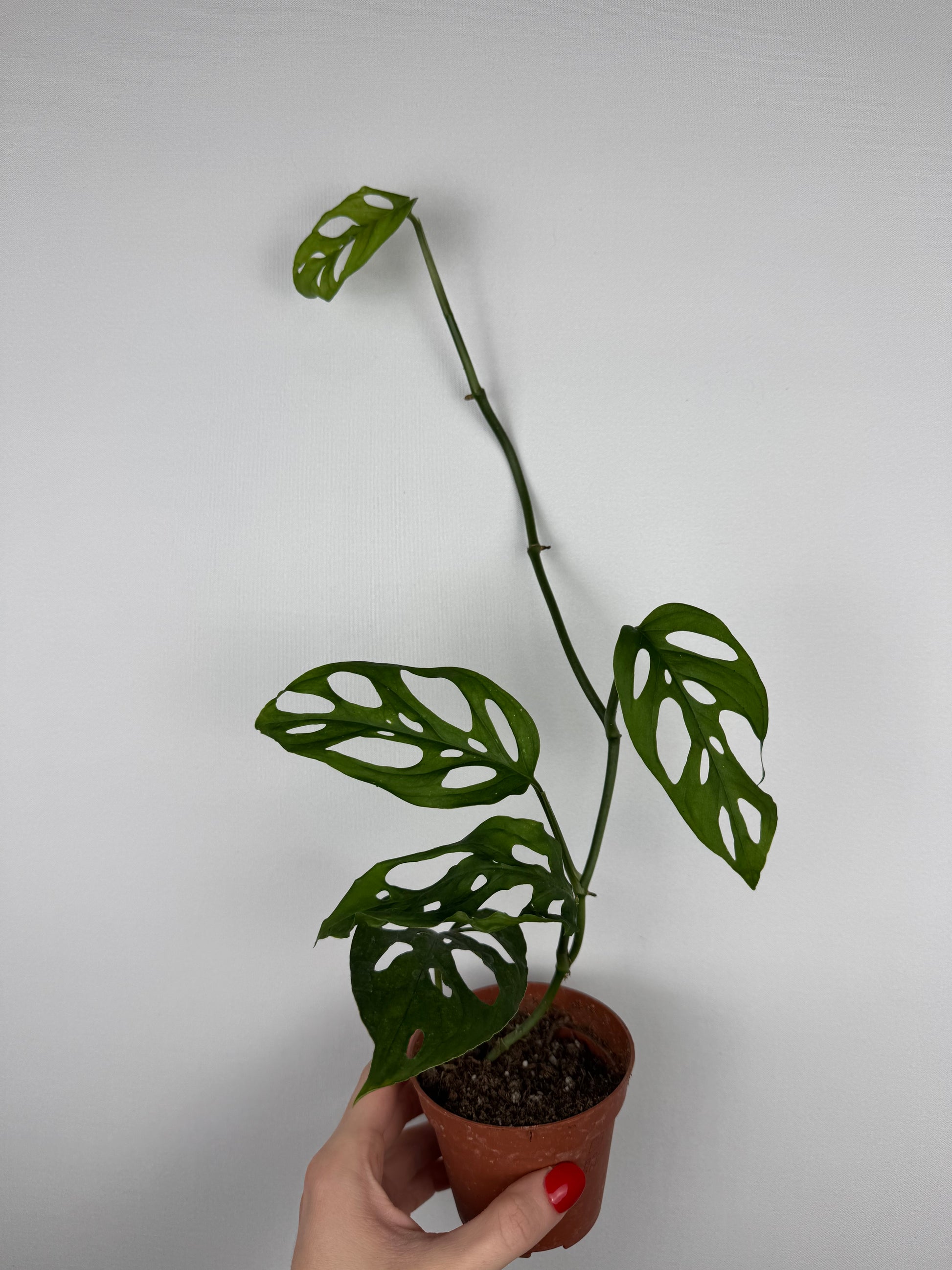 Monstera Adansonii | Kalea