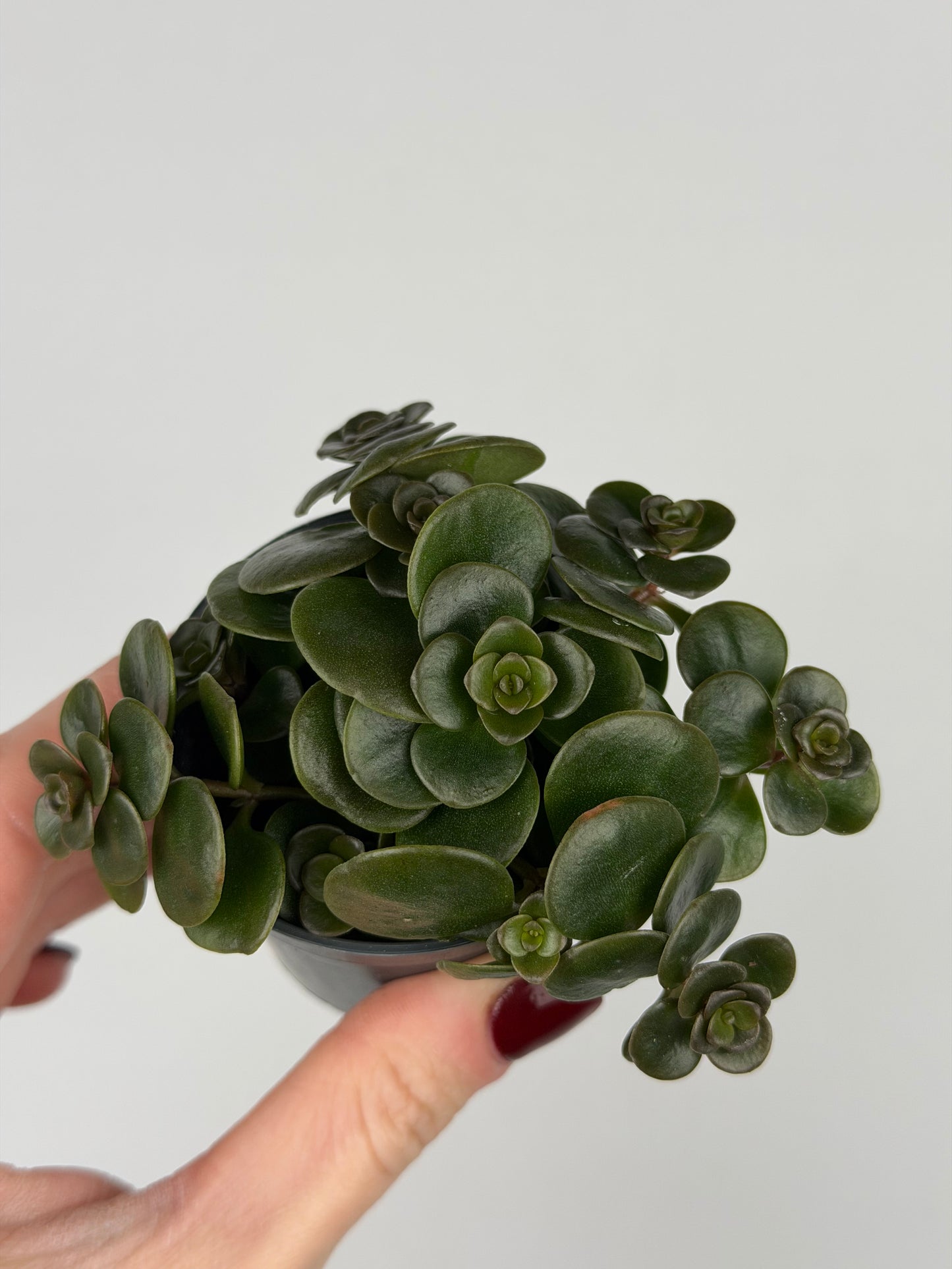 Sedum makinoi 'Tornado'