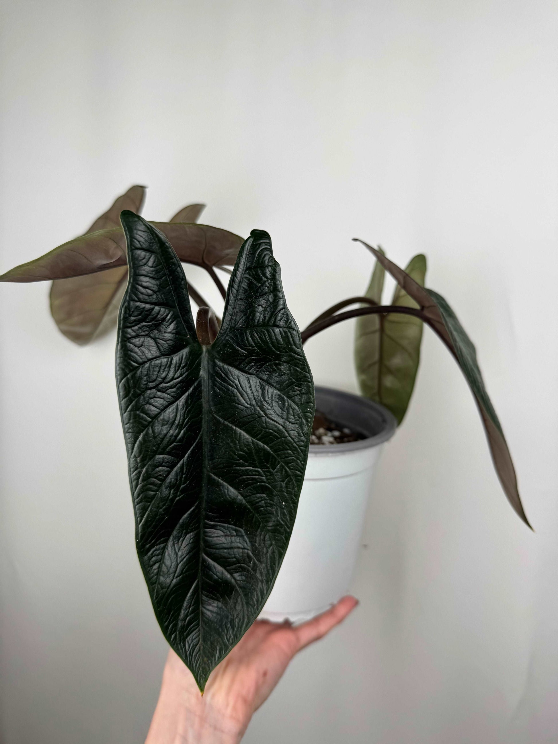 Alocasia Scalprum