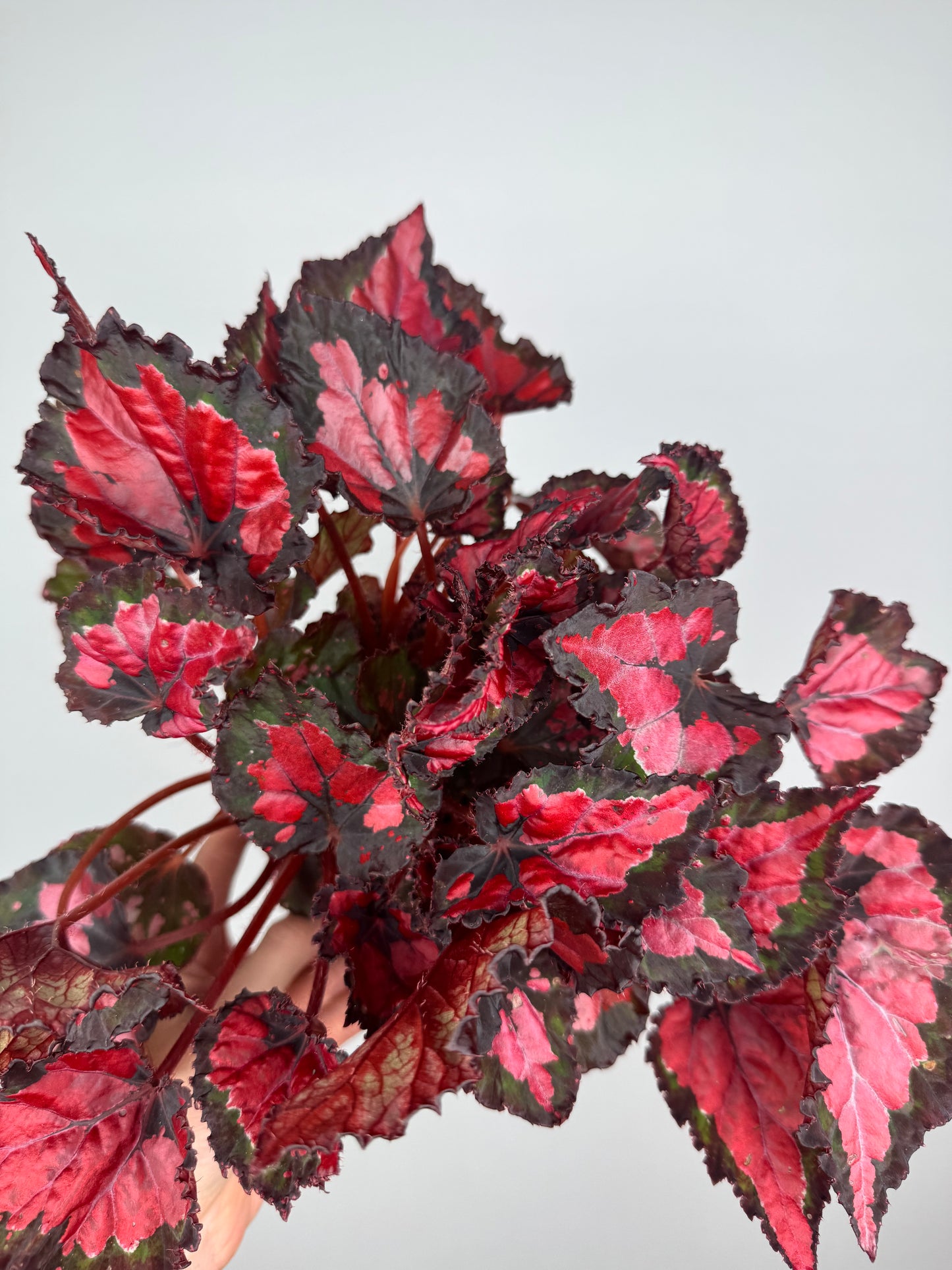 Begonia “Red Kiss”