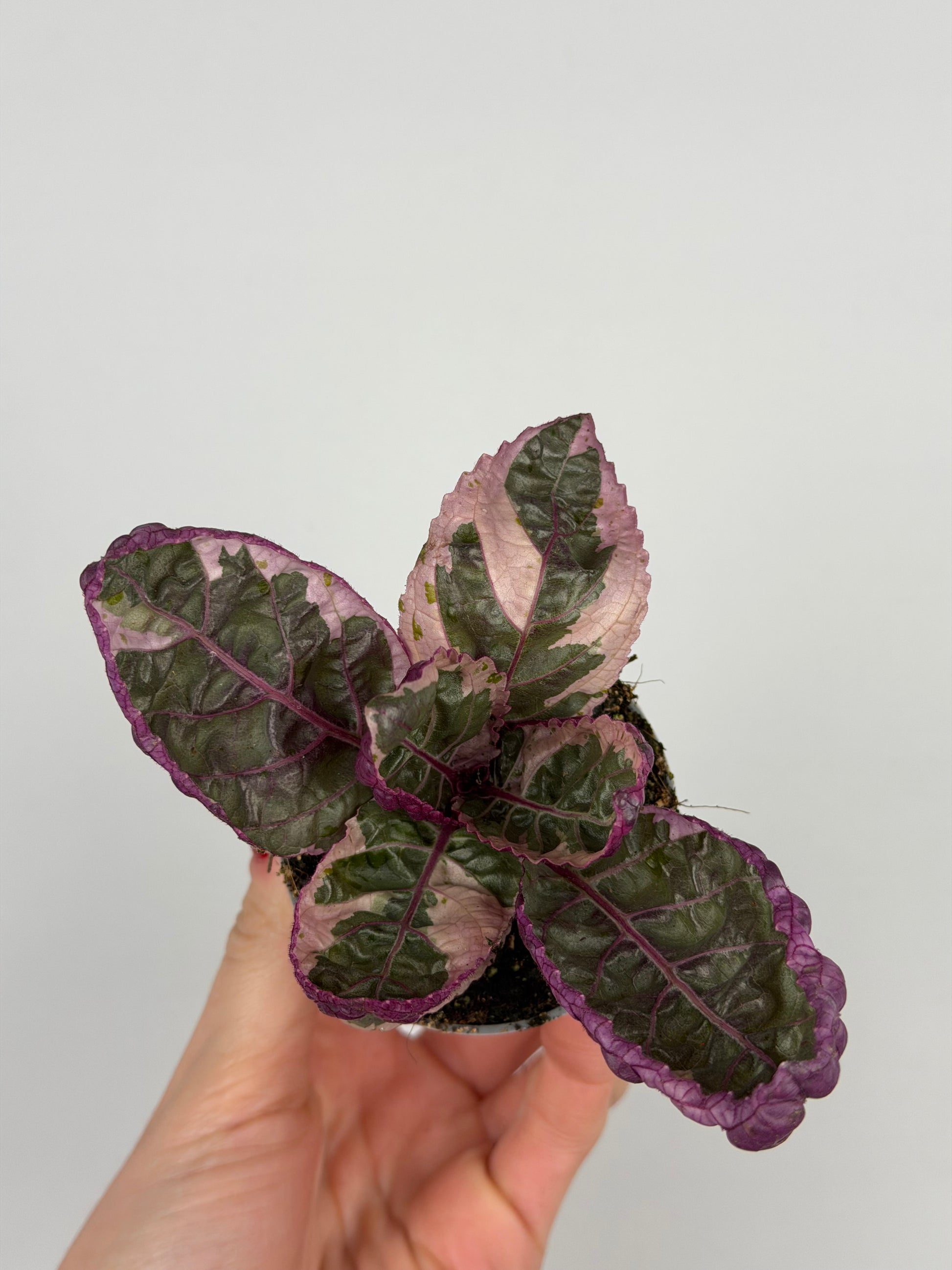 Hemigraphis alternata 'Snow White'