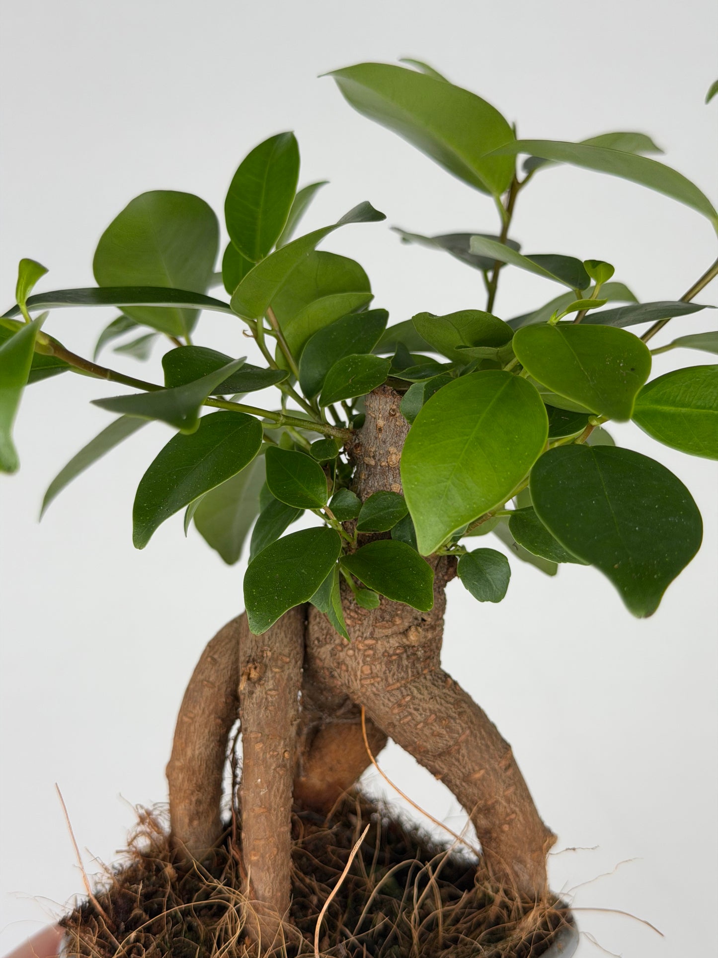 Ficus micr. Bonsai Retusa Ficus Tropical Corner