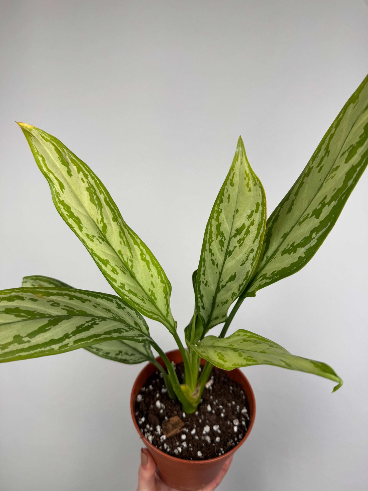 Aglaonema “Silver Queen”