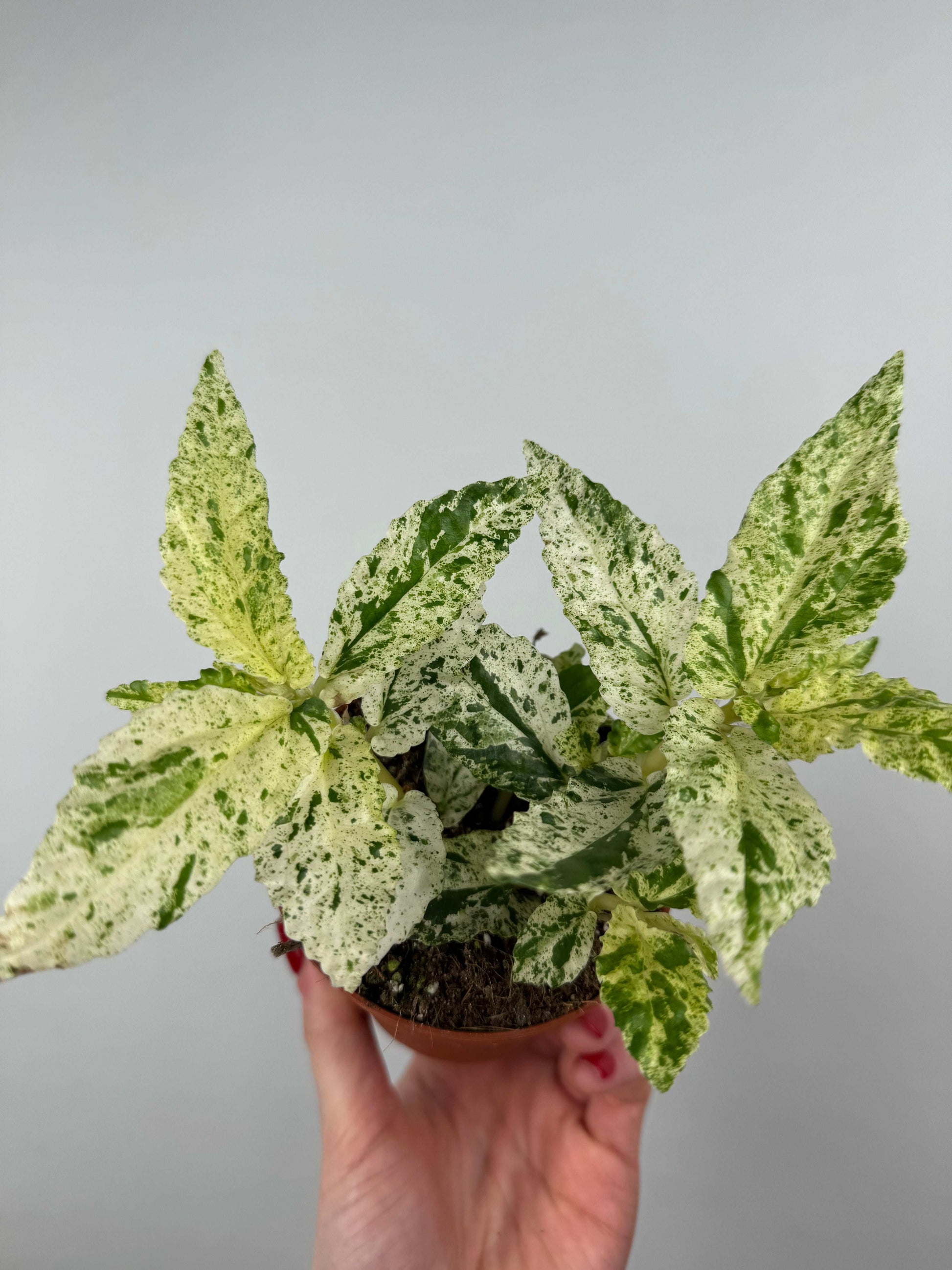 Pellionia Repens “Variegata”