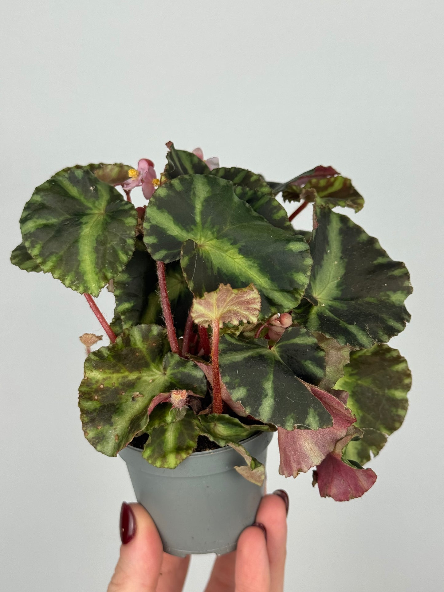 Begonia Cleopatrae