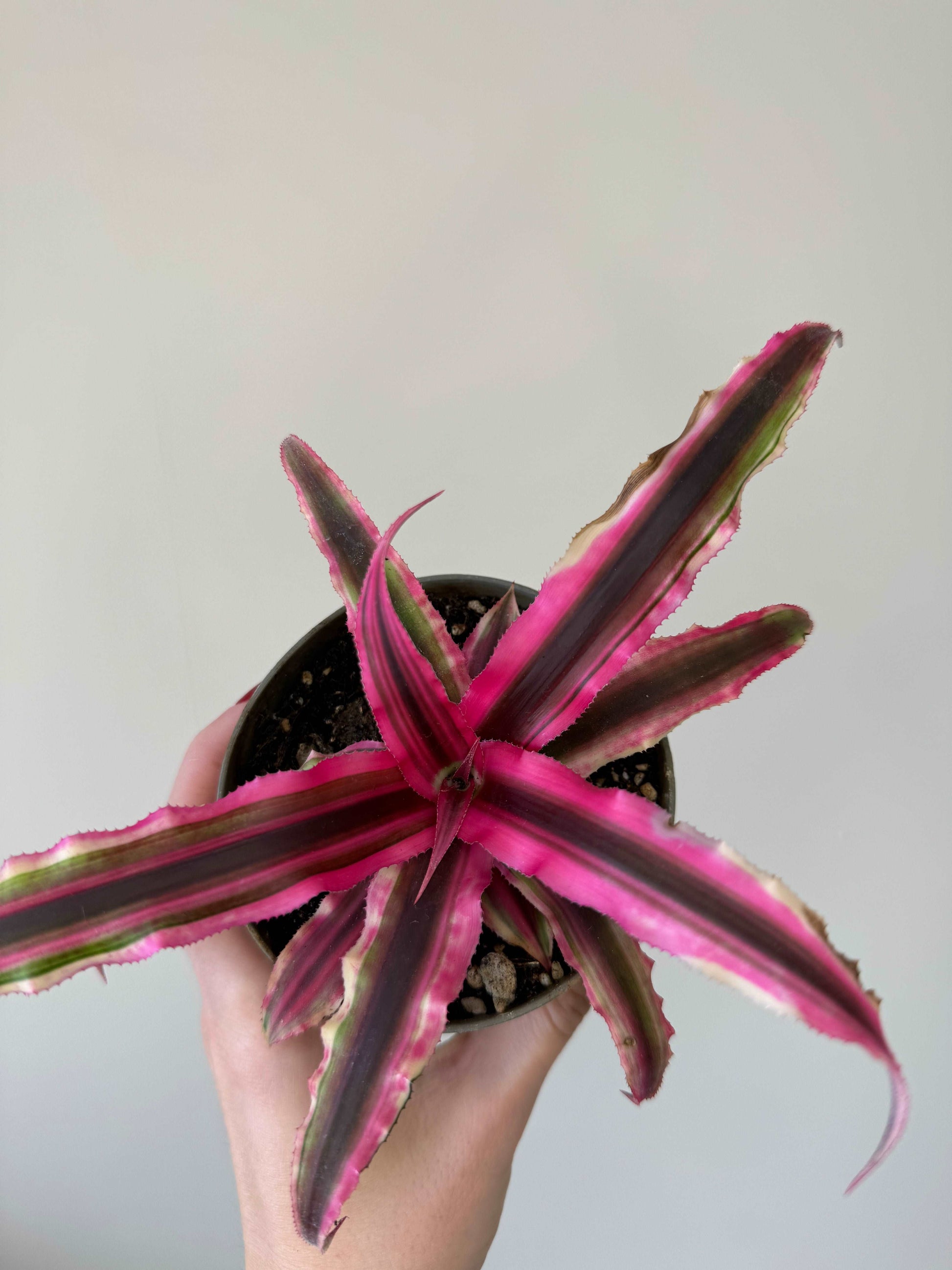 Cryptanthus Bivittatus “Rubin Star”