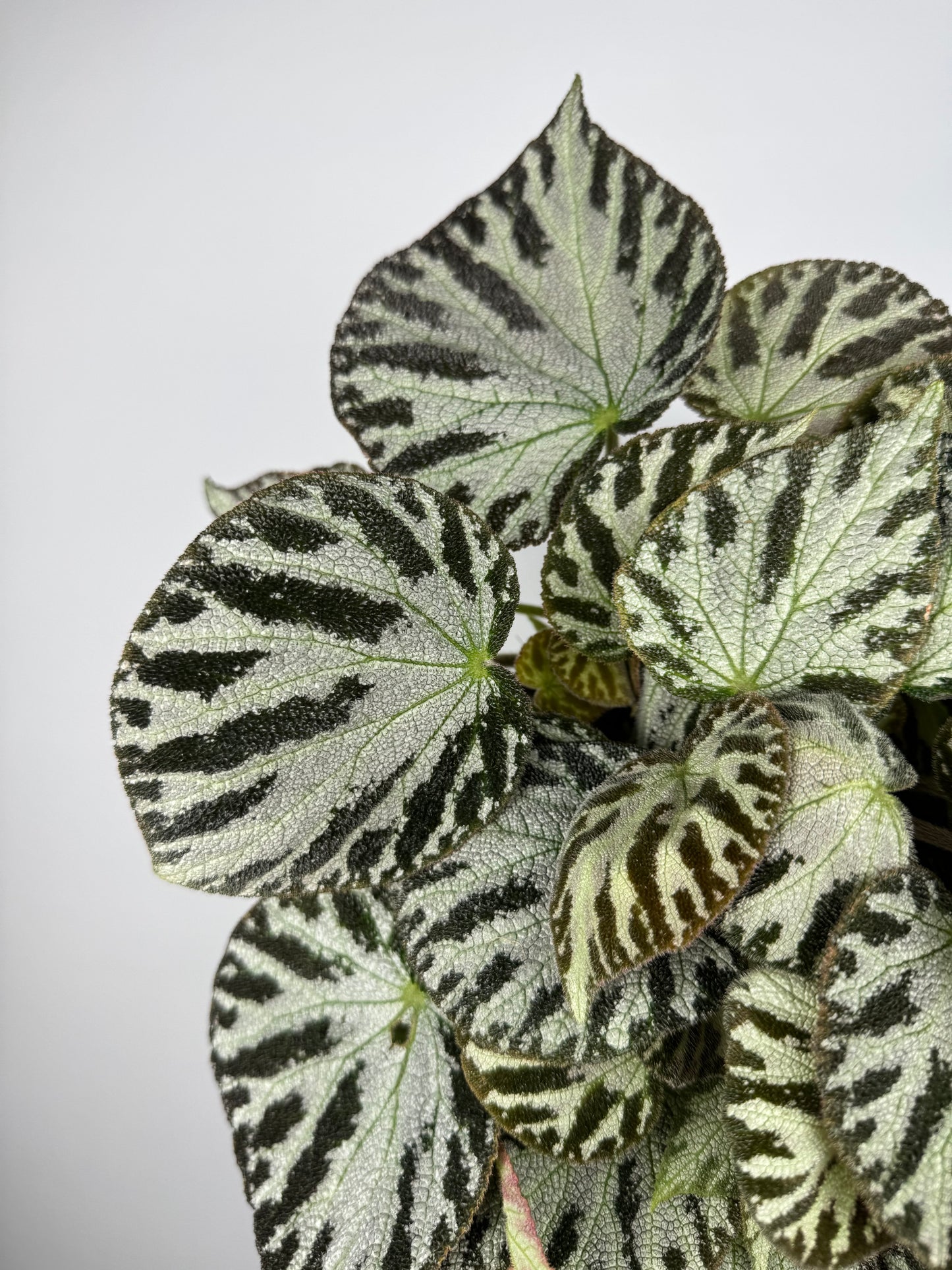 Begonia “Silver Jewel”