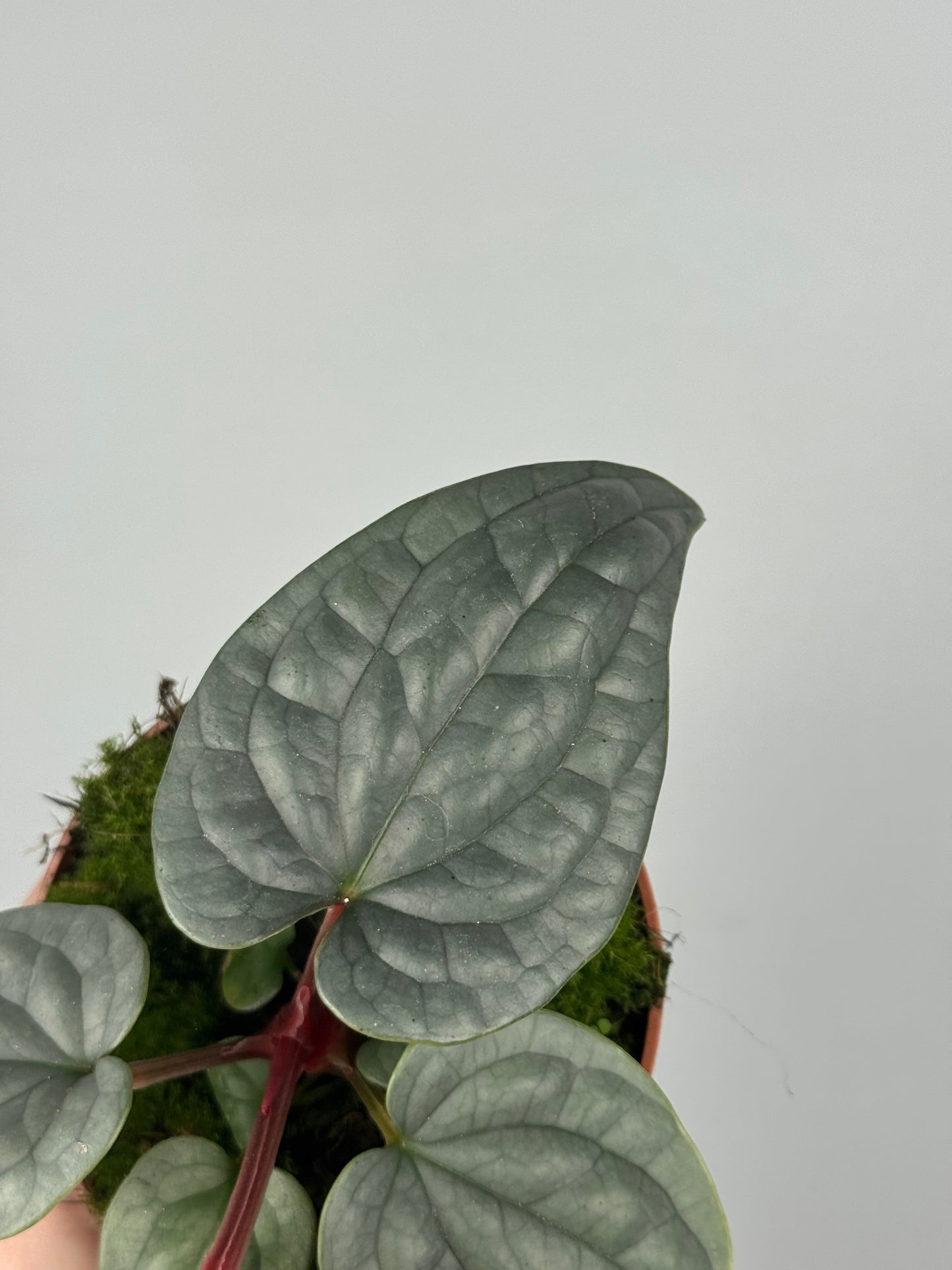 Anthurium Luxurians