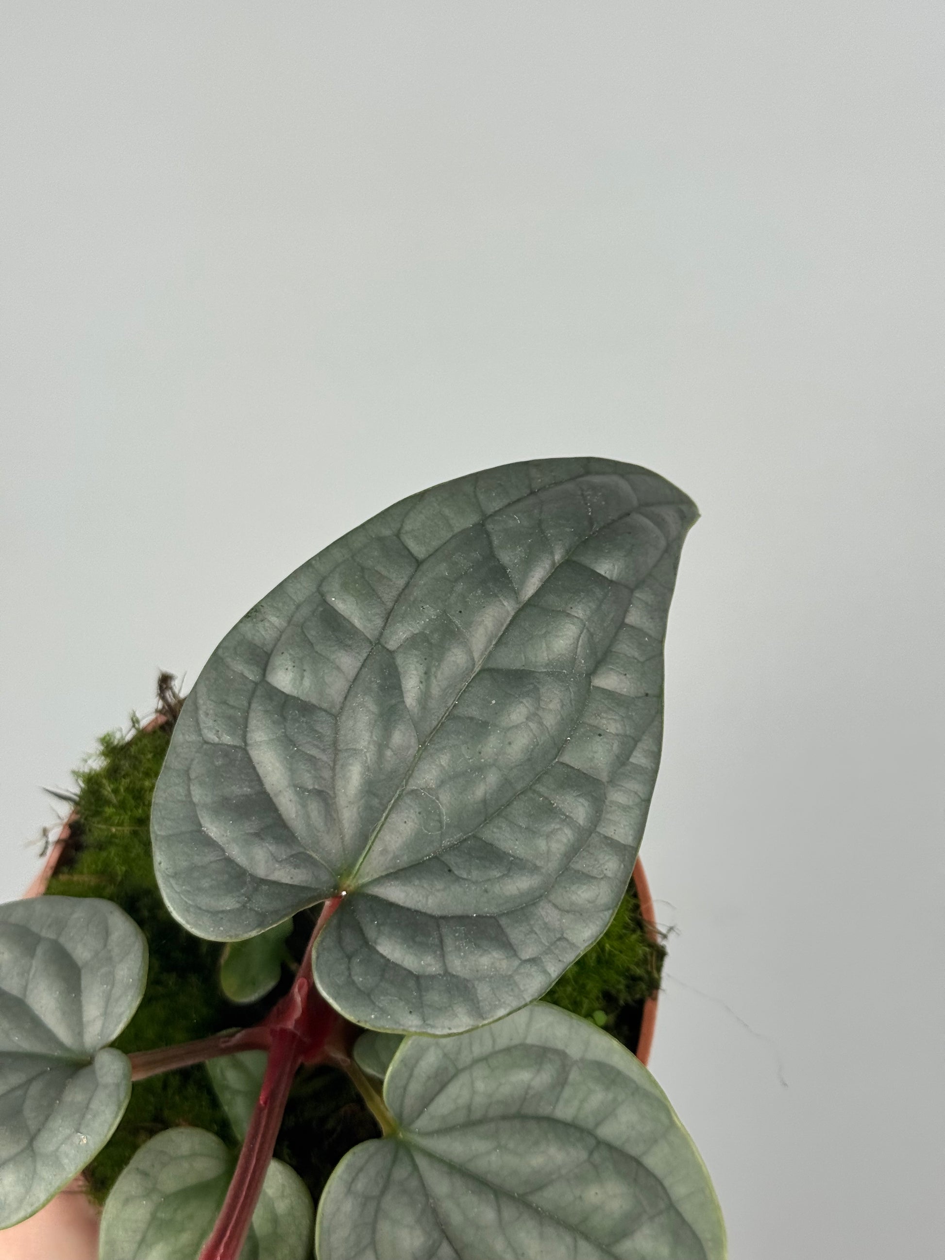 Anthurium Luxurians