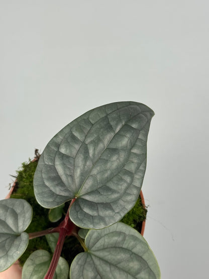 Anthurium Luxurians