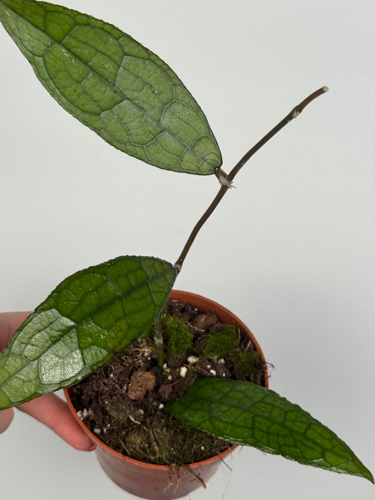Hoya Clemensiorum Sumatra
