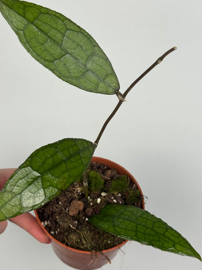 Hoya Clemensiorum Sumatra