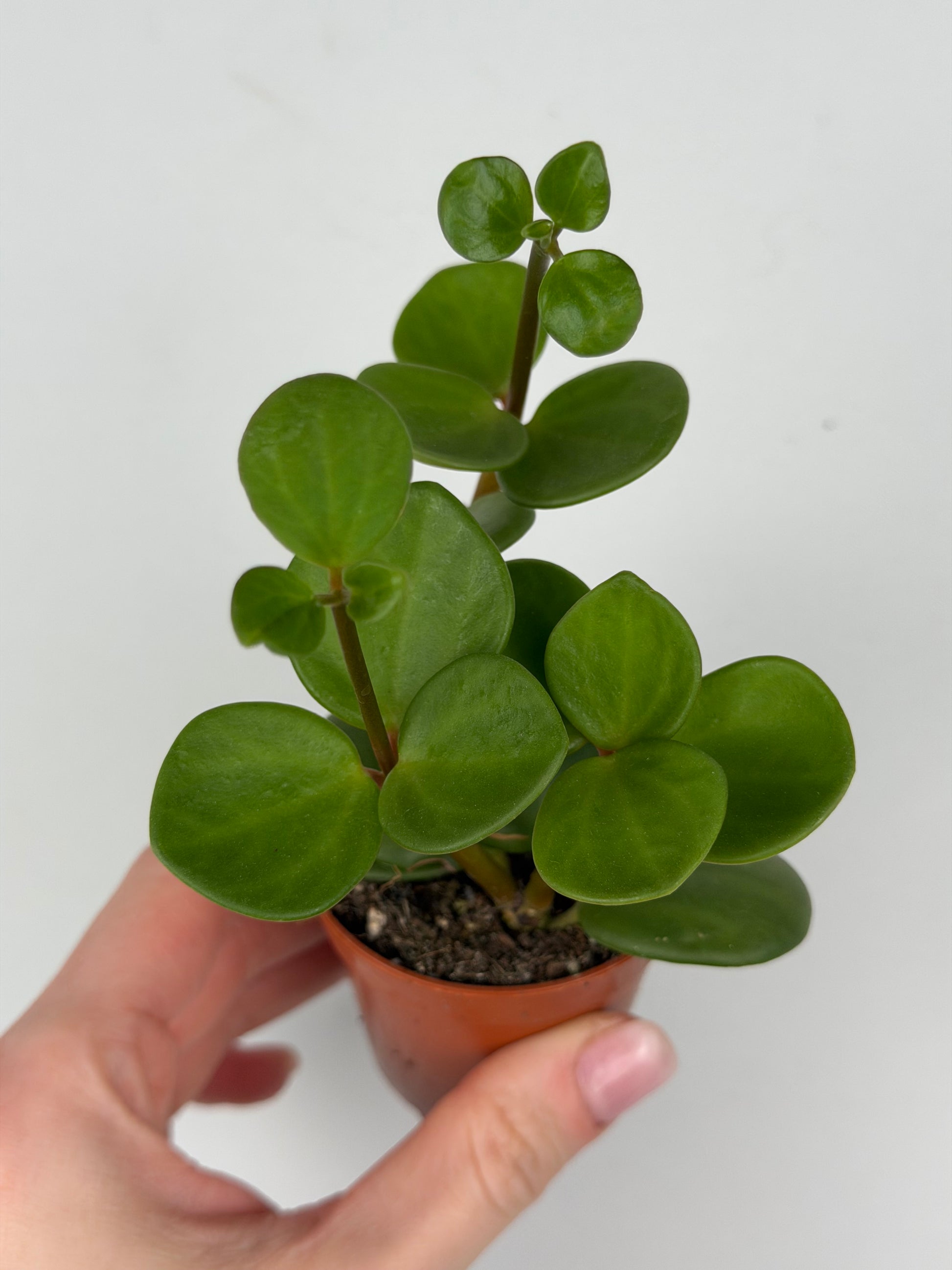 Peperomia tetraphylla 'Hope' Peperomia Tropical Corner
