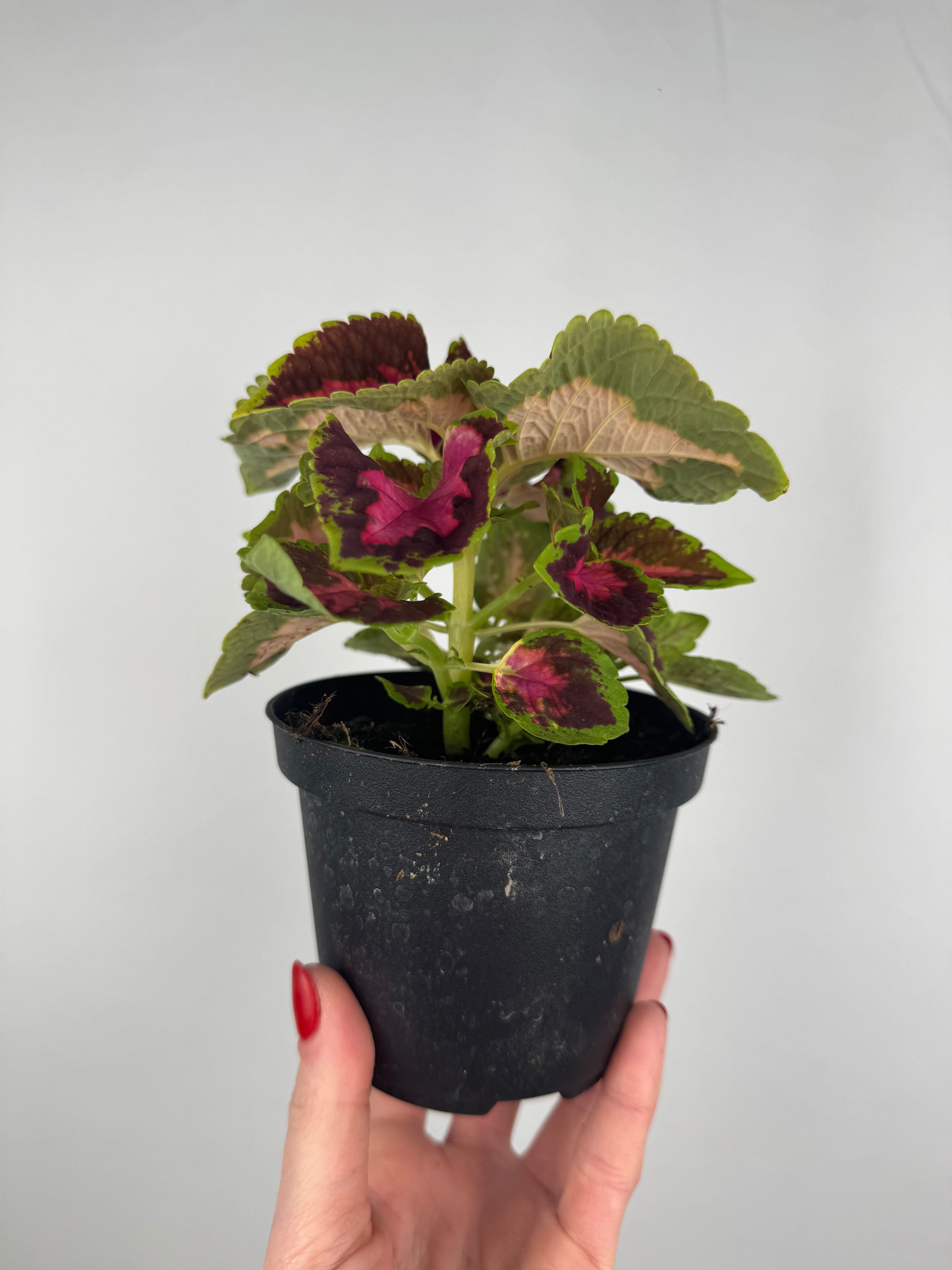 Coleus “Fairway Rose” | Plectranthus Scutellarioides