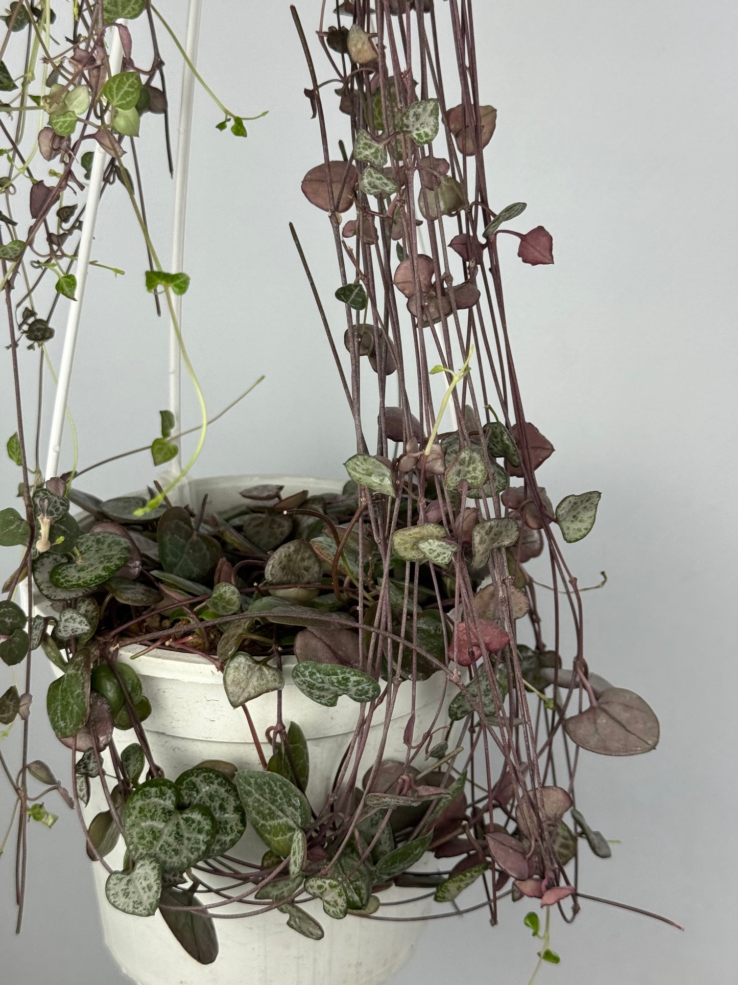Ceropegia Woodii | Silvie