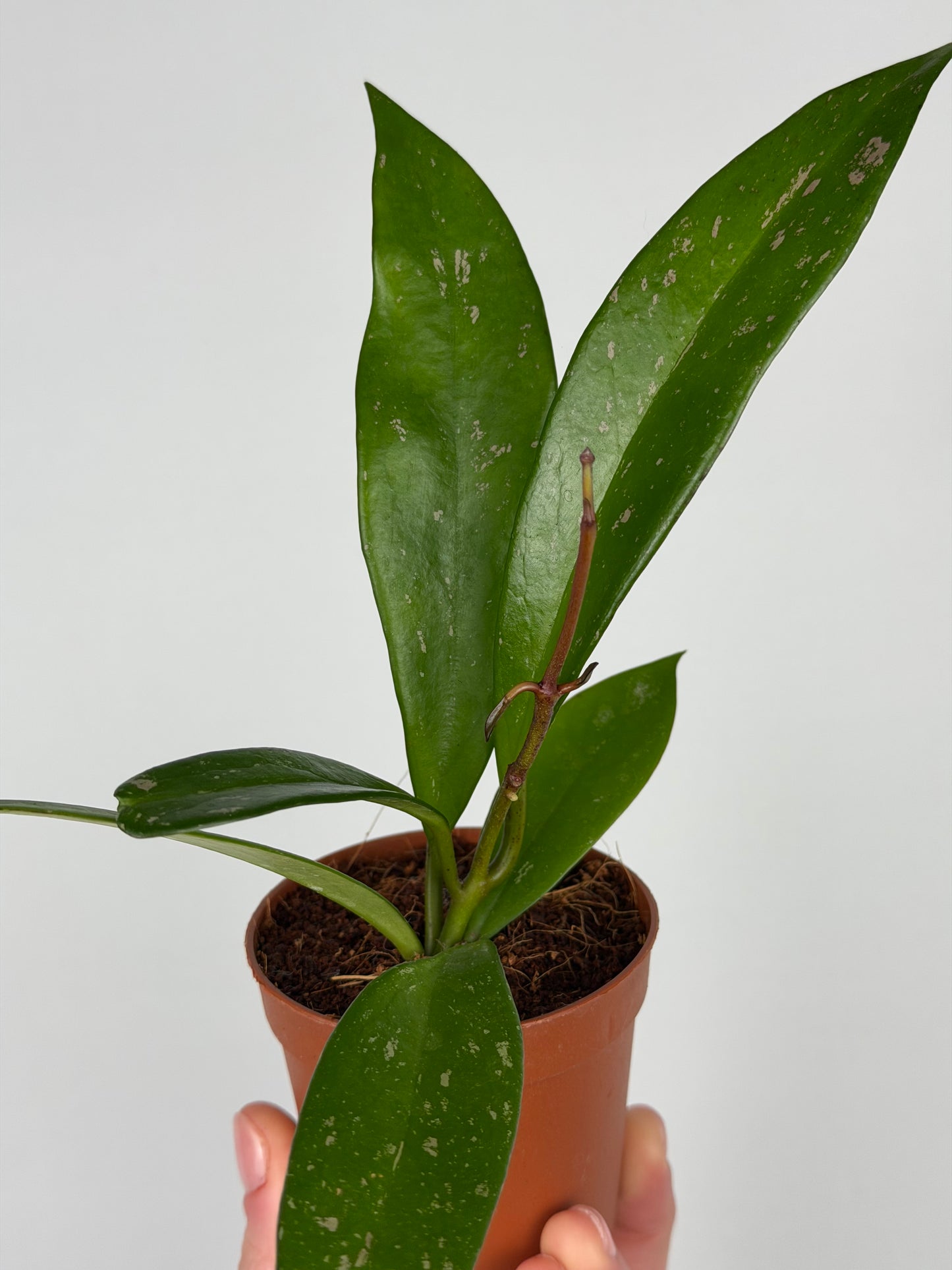 Hoya Pubicalyx Hoya Tropical Corner “S” 6,5 cm