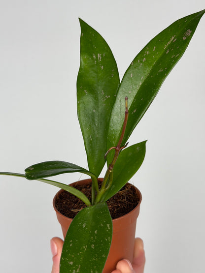 Hoya Pubicalyx Hoya Tropical Corner “S” 6,5 cm