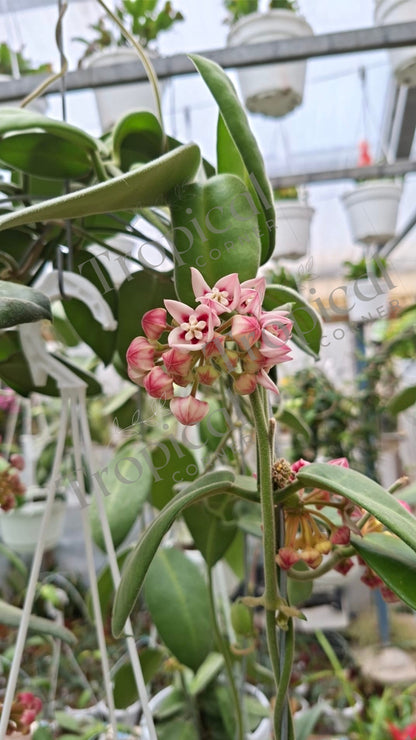 Hoya Calycina Hoya Tropical Corner