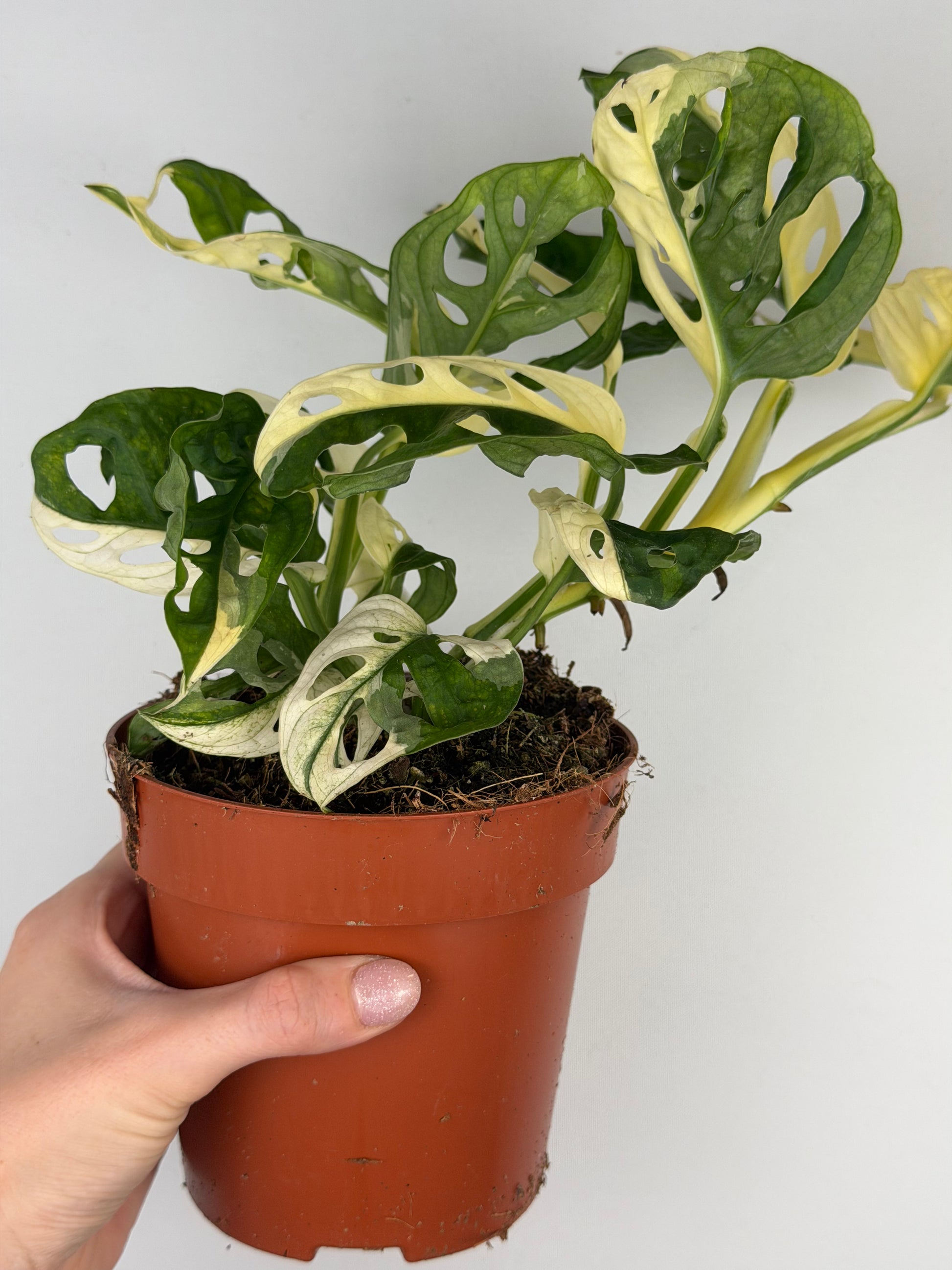Monstera Adansonii Variegata Monstera Tropical Corner