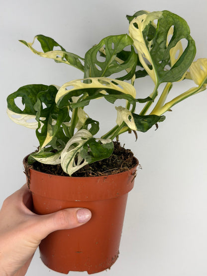 Monstera Adansonii Variegata Monstera Tropical Corner