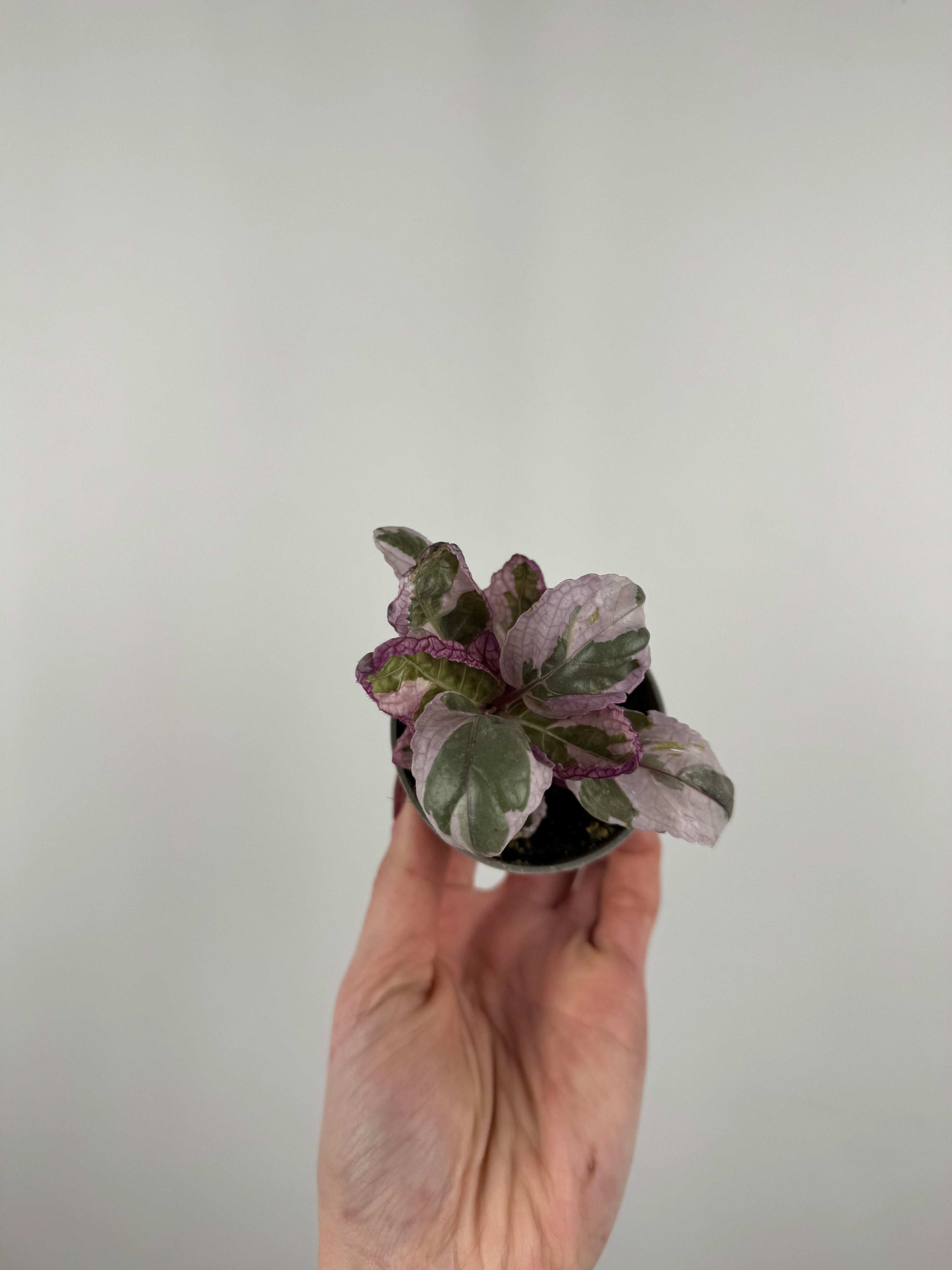 Hemigraphis alternata “Snow white”