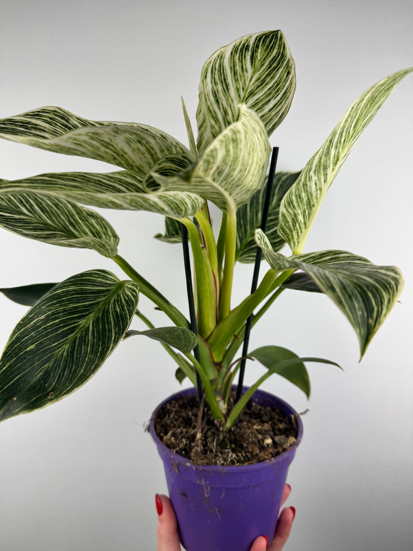 Philodendron Birkin
