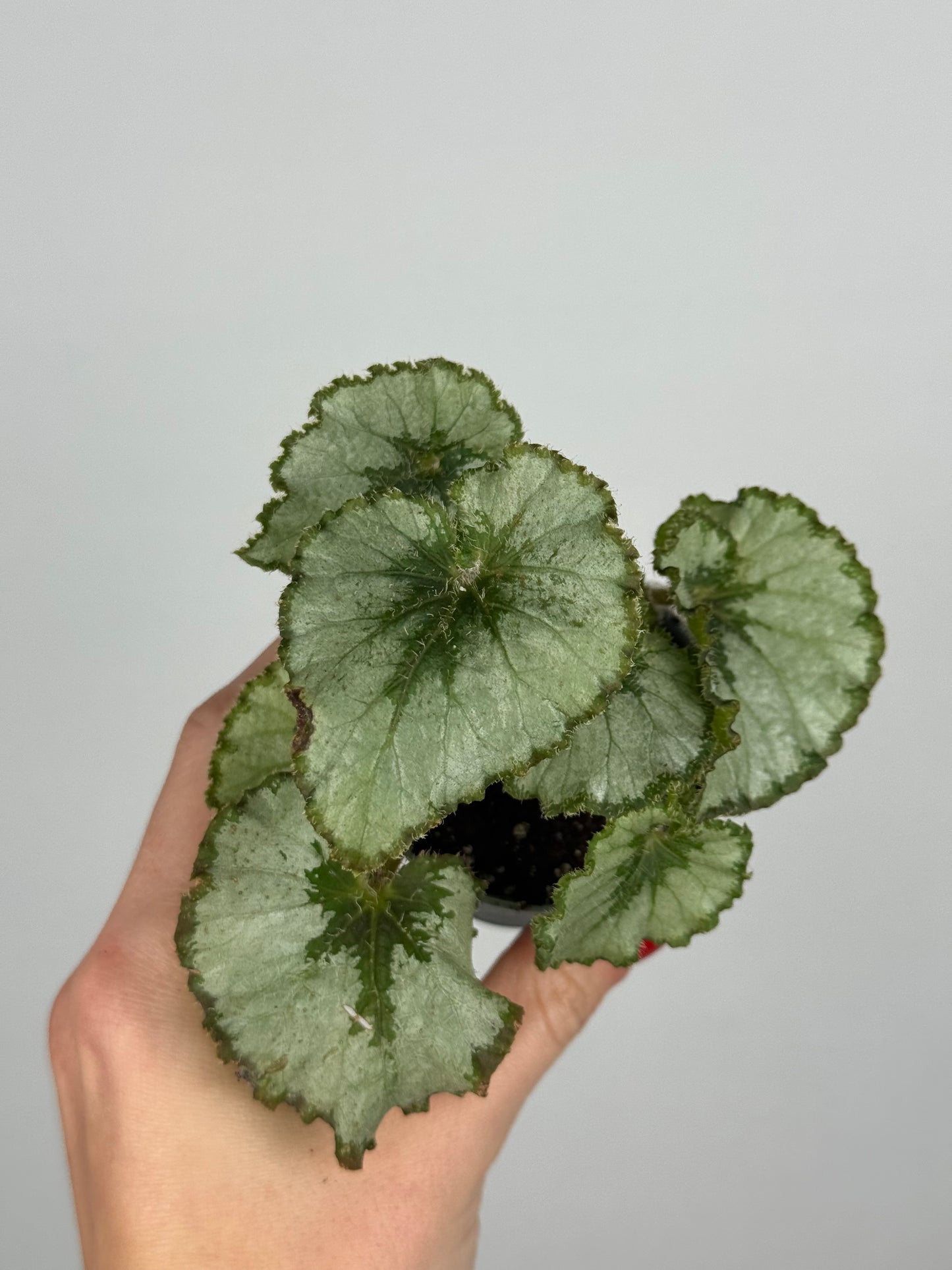 Begonia “Escargot”