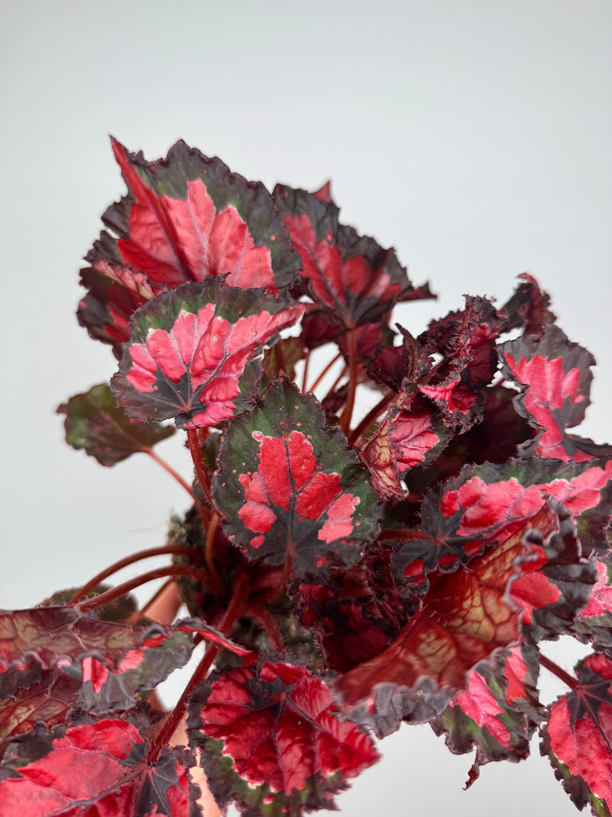 Begonia “Red Kiss”