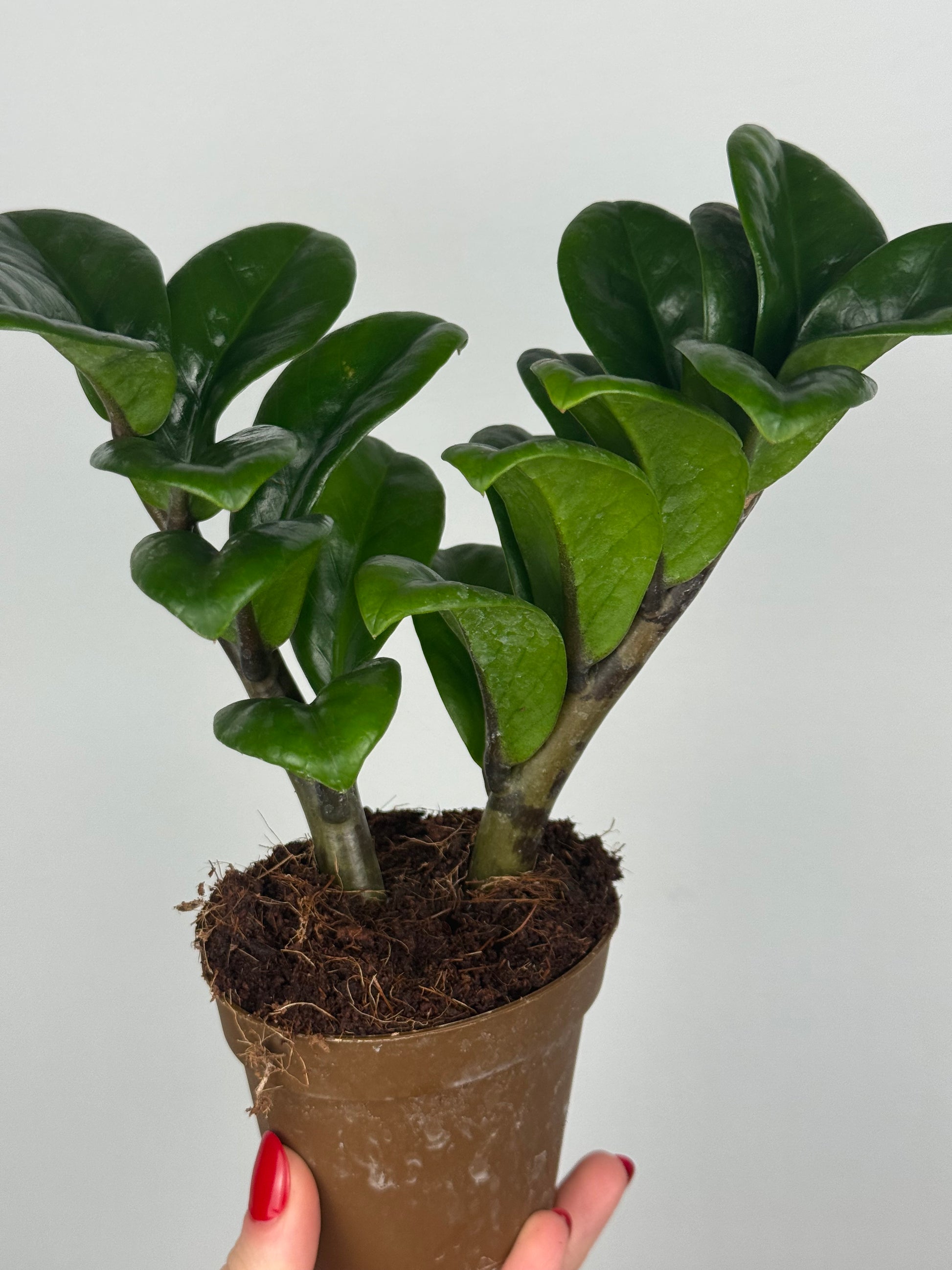 Zamioculcas Zamiifolia “Zenzi”