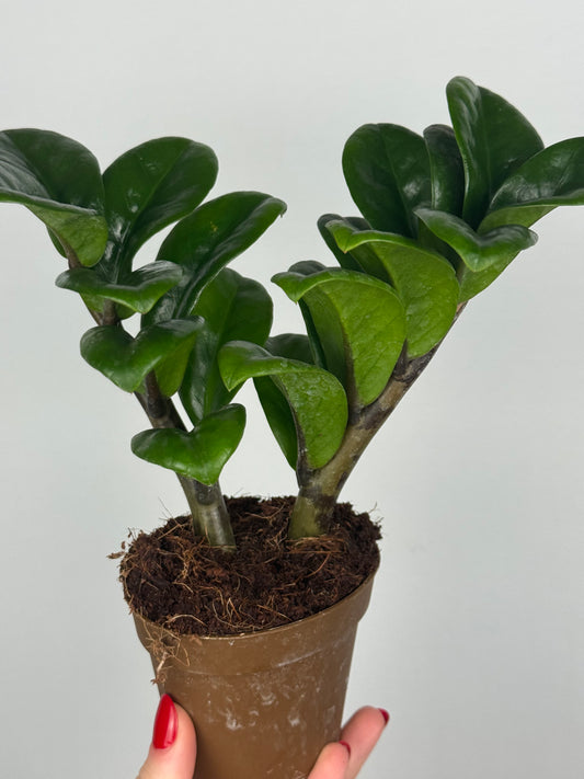 Zamioculcas Zamiifolia “Zenzi”