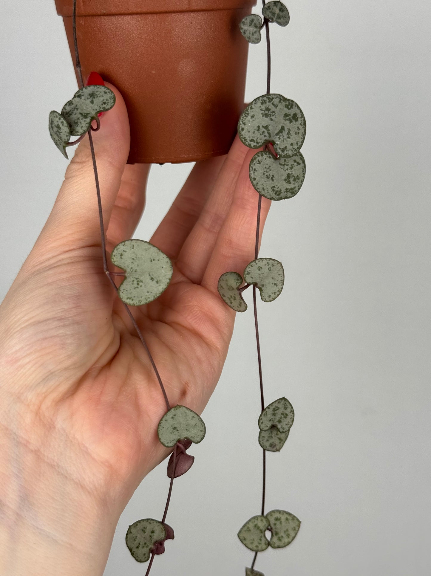 Ceropegia Woodii | Nara