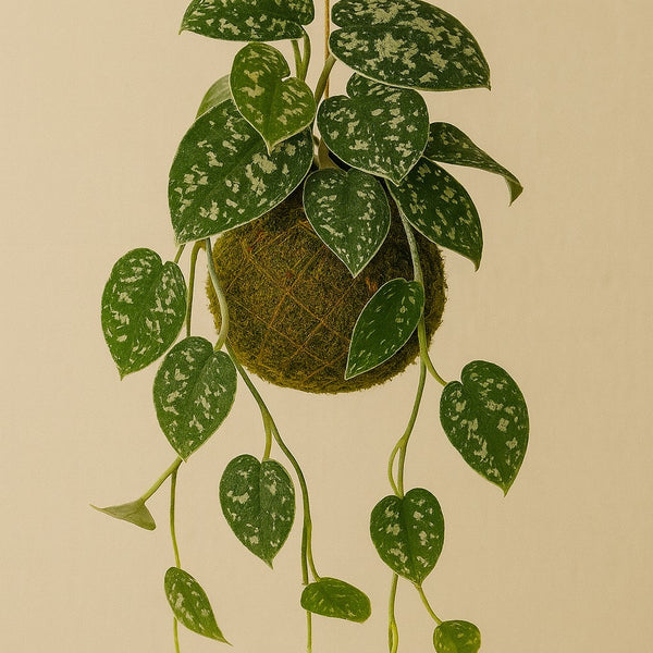 Kokedama | Scindapsus Pictus Argyraeus
