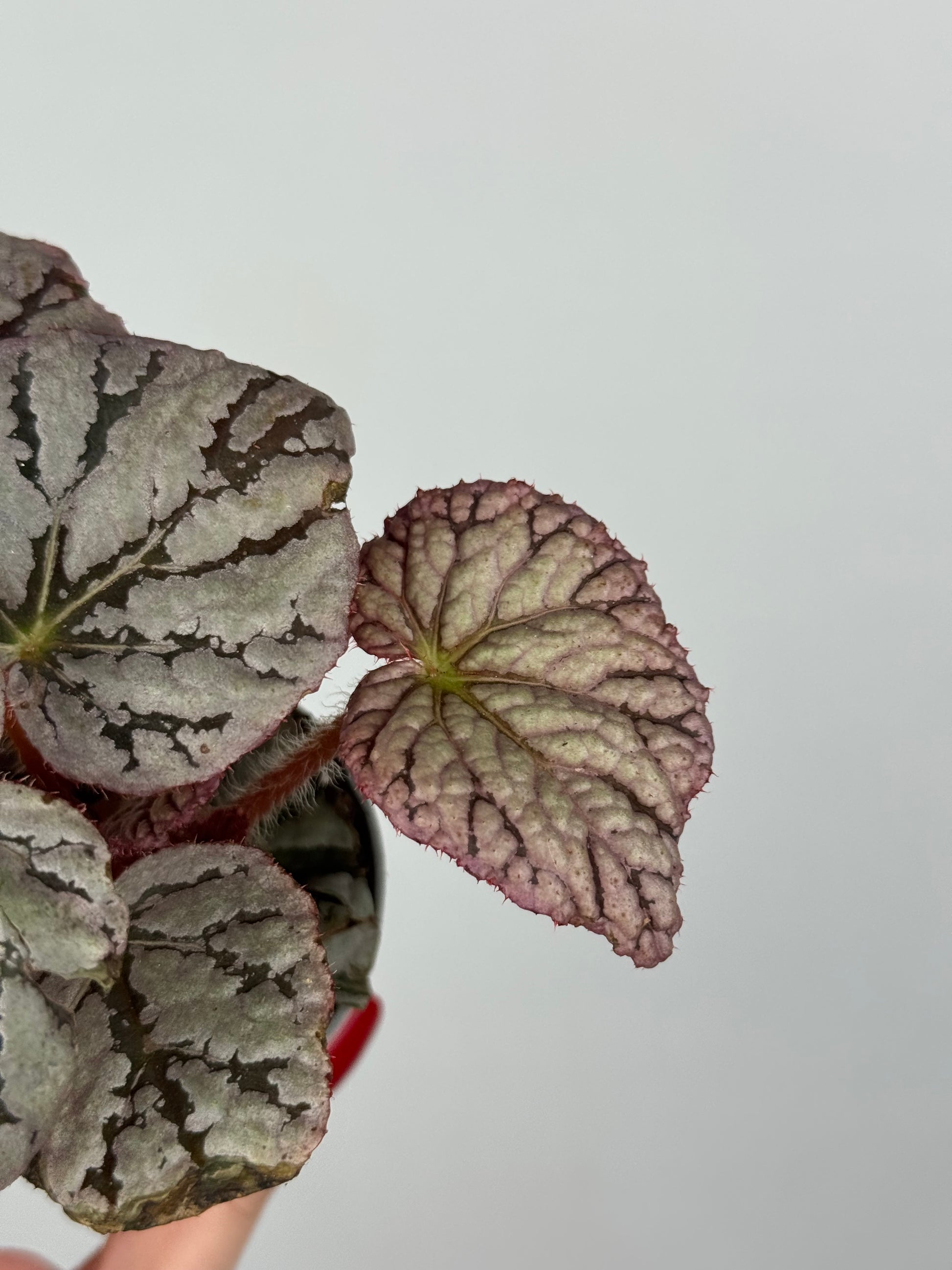 Begonia Rex “Chayo”