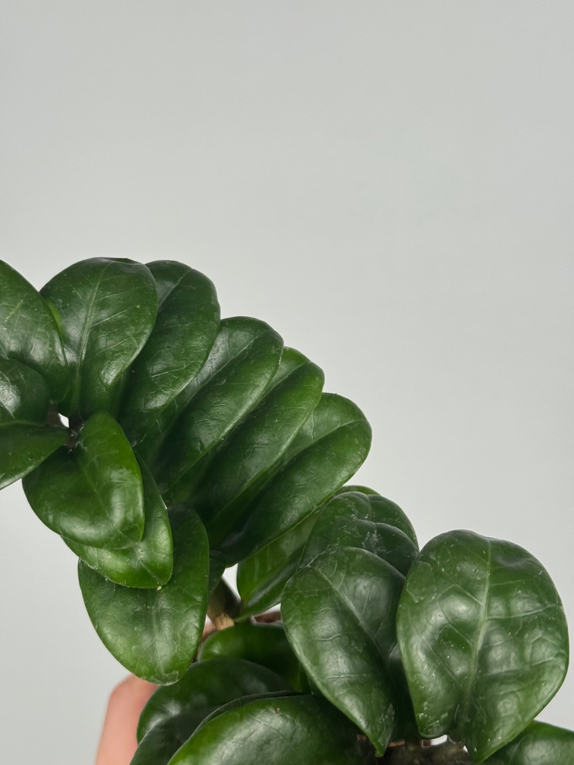 Zamioculcas Zamiifolia “Zenzi”